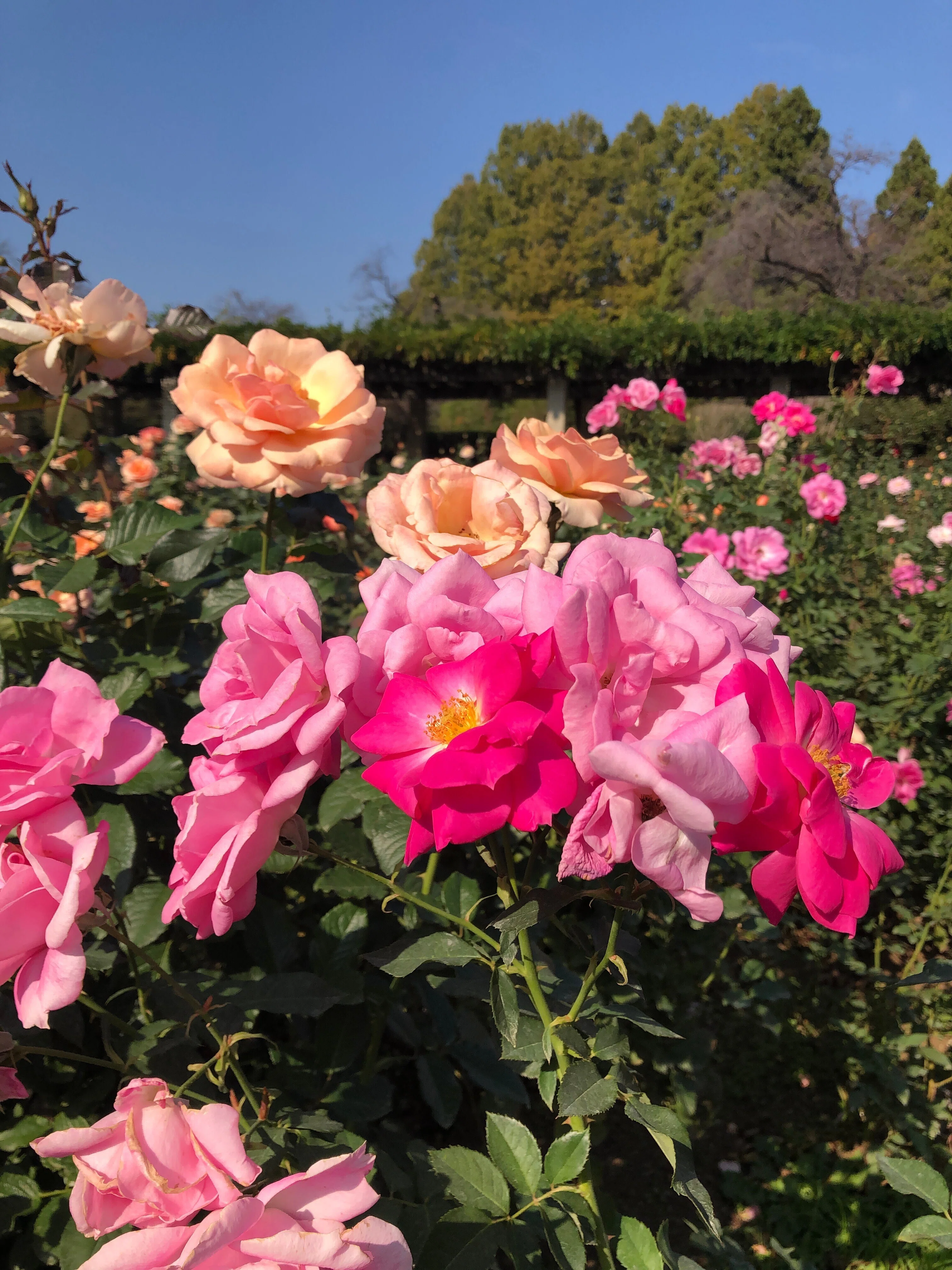 神代植物公園のバラ 名前が面白い｜（花鳥風月）ikesan