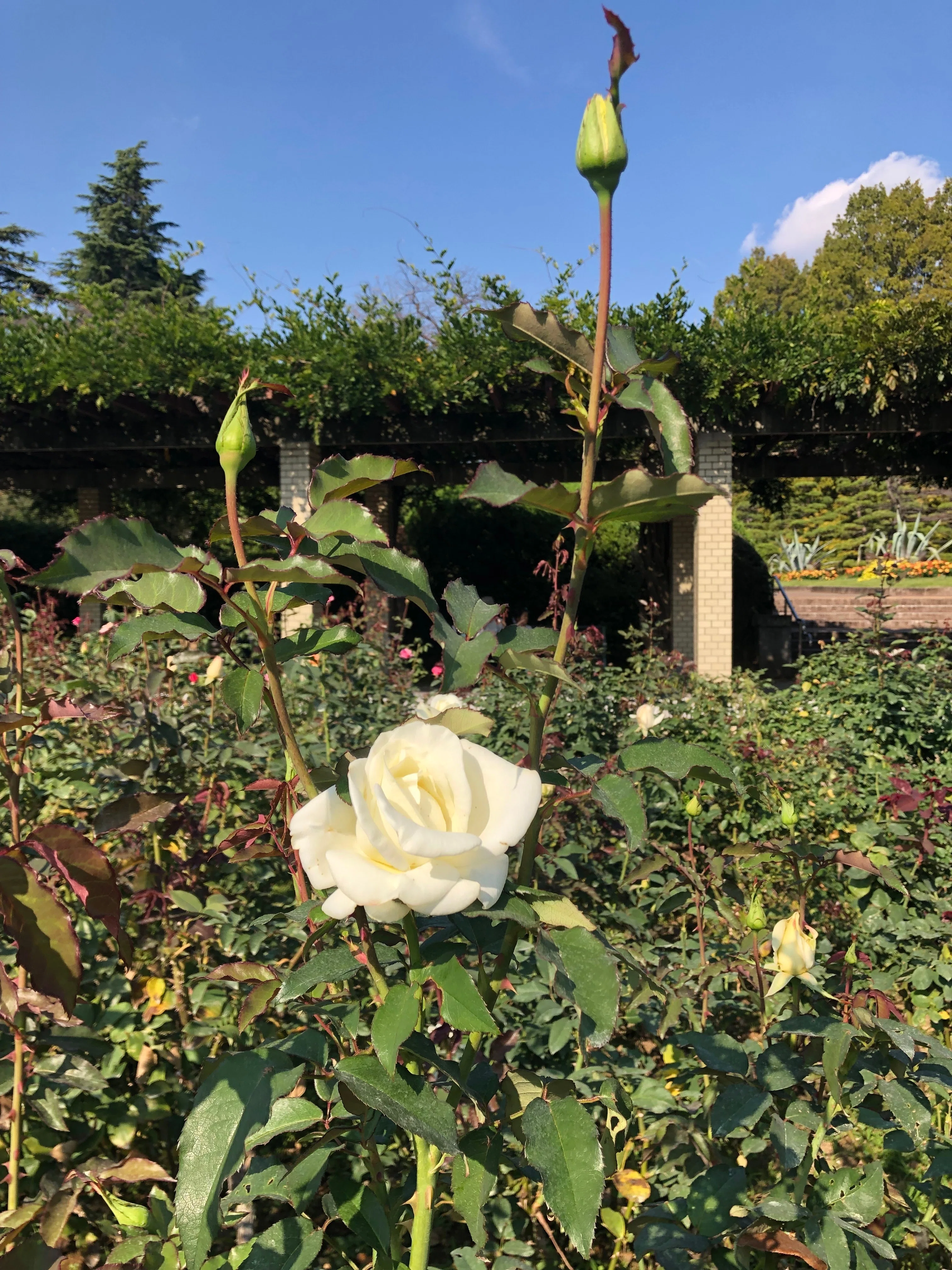 神代植物公園のバラ 名前が面白い｜（花鳥風月）ikesan