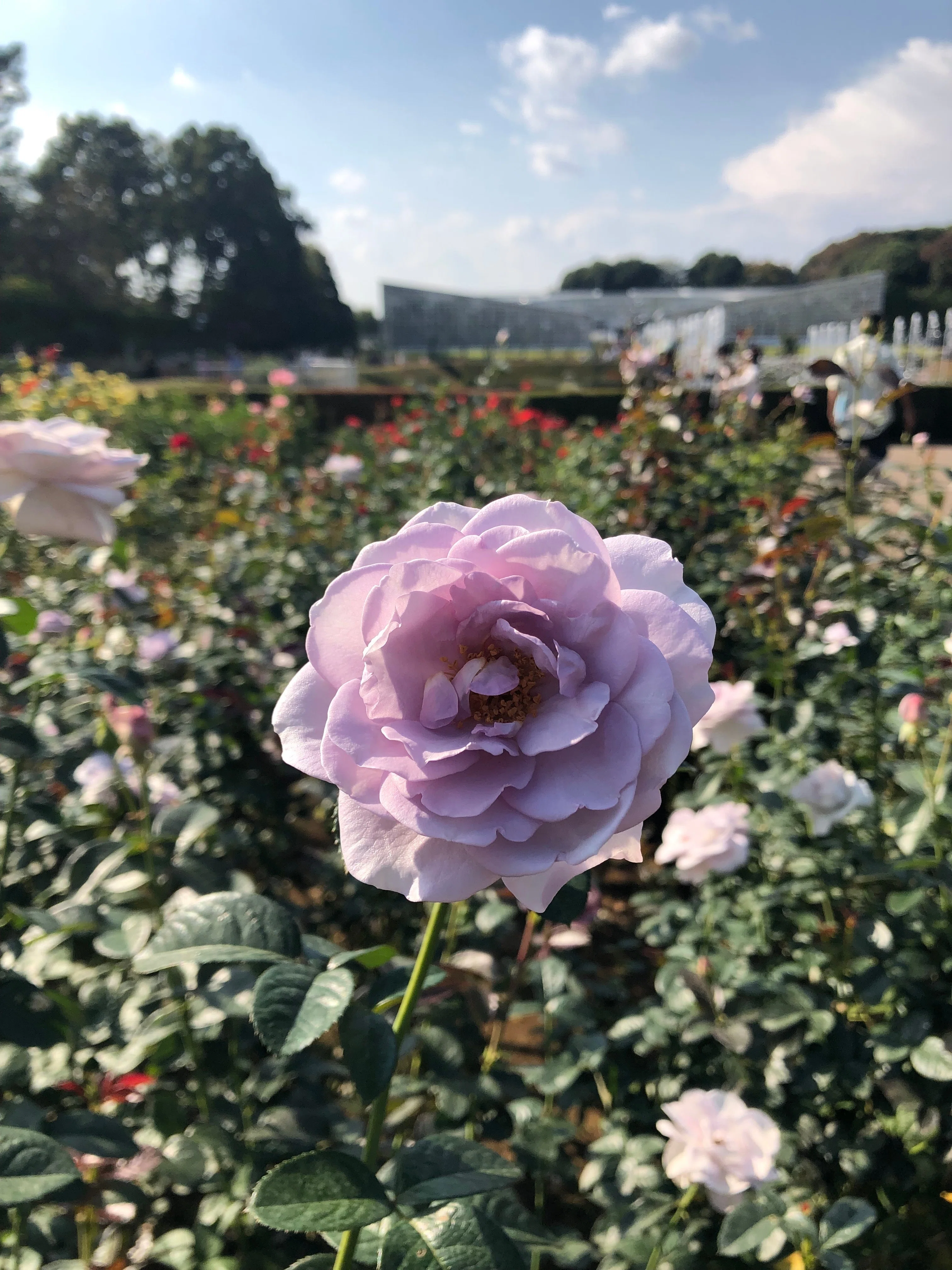 神代植物公園のバラ 名前が面白い｜（花鳥風月）ikesan