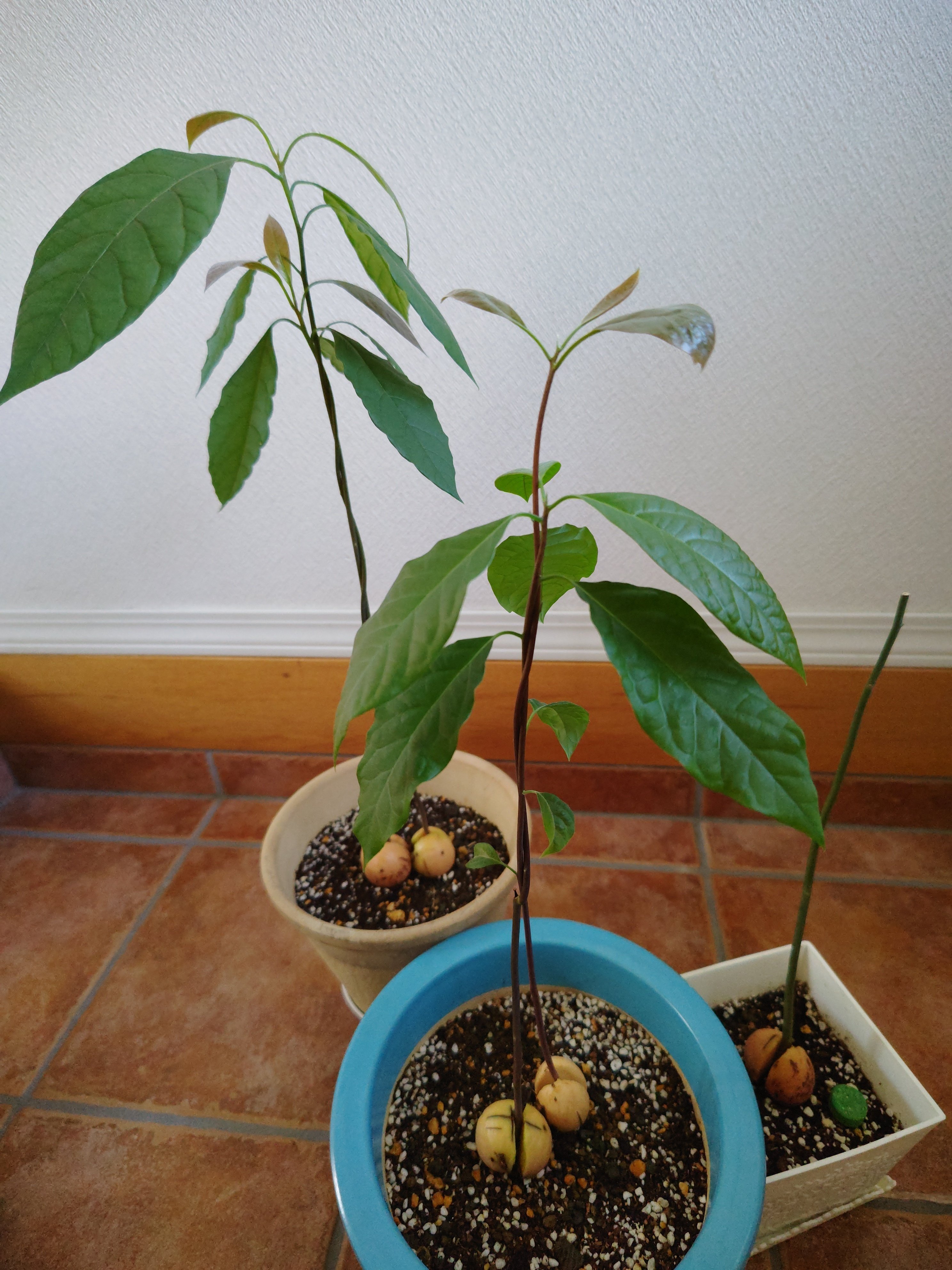 おかづのアボカド栽培は続いております✖2。 231101｜さいとうC調