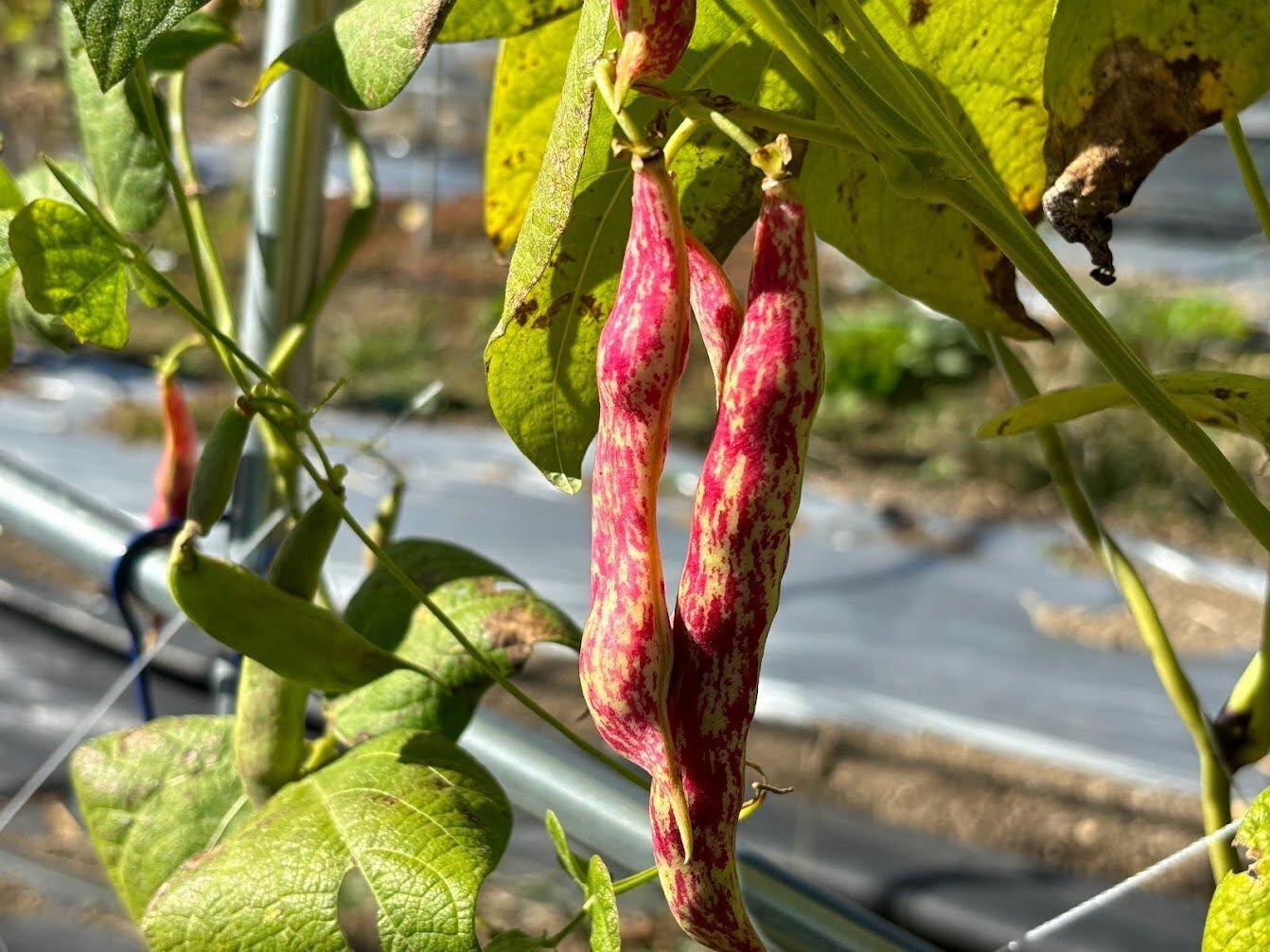 大学生×伝統野菜 飛騨美濃伝統野菜『桑の木豆』｜東海学院大学医療栄養学