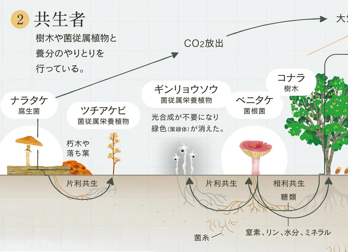 あいだをつなぐ生態系図解|ゆうすけ