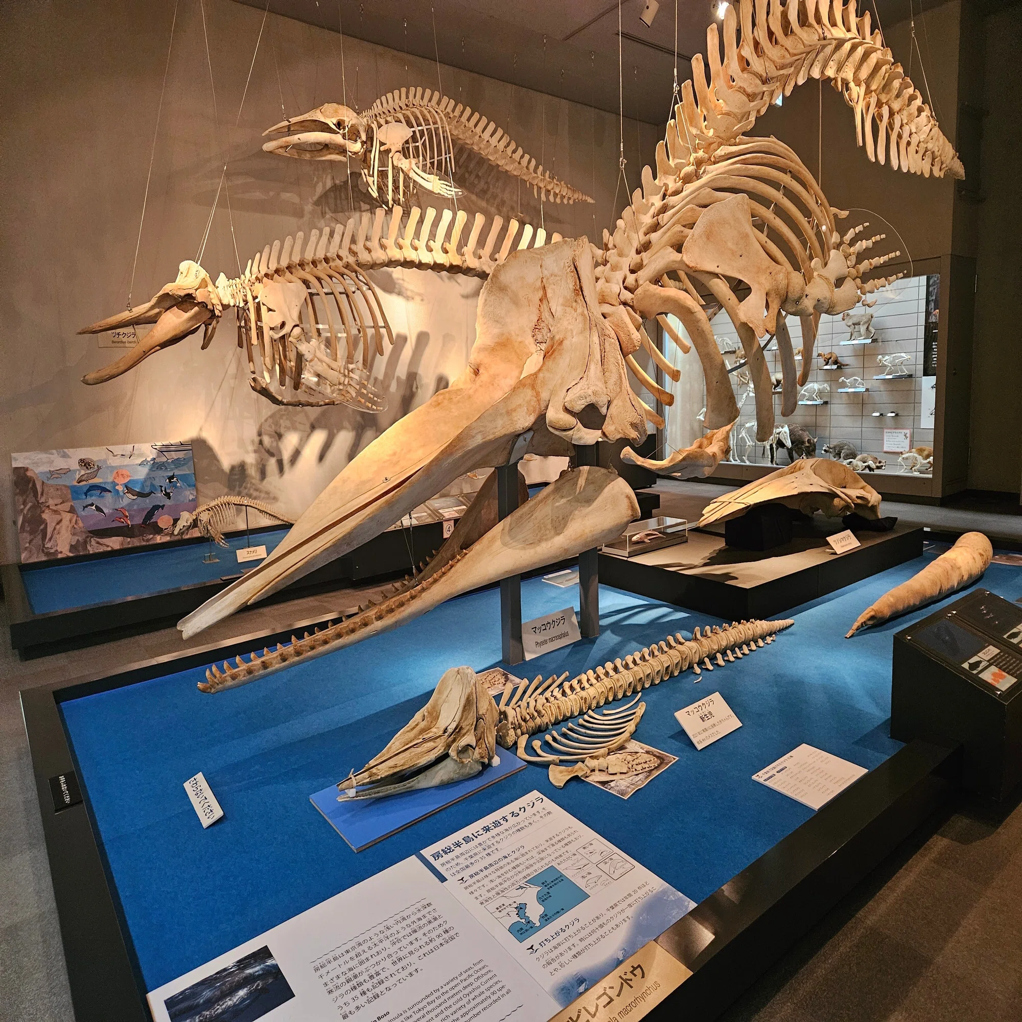 The Lost Universe 古代の巨鯨⑤古代クジラと未確認生物｜美原さつき