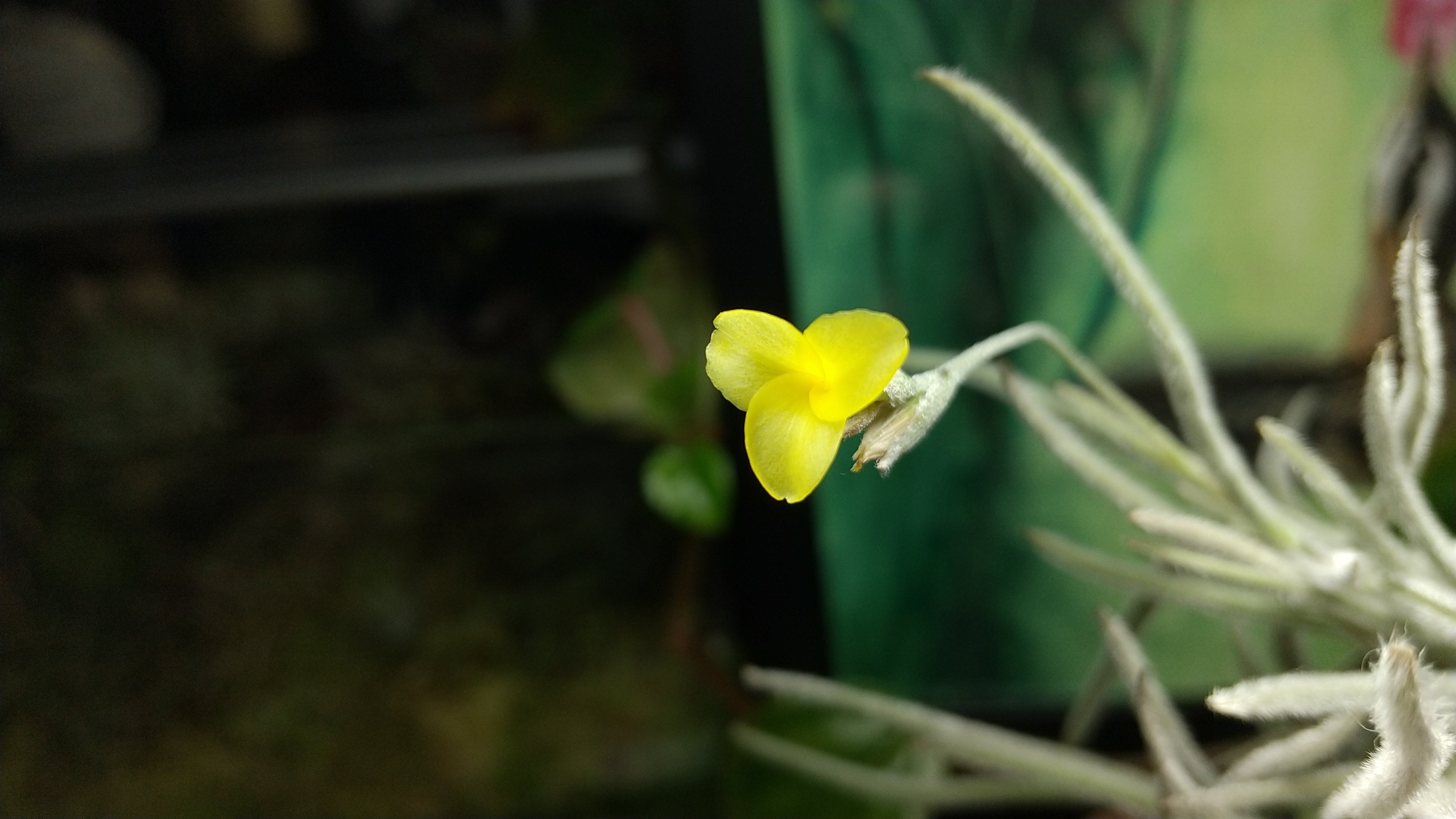 葉の長さと花の大きさ｜NatureGarden🌿神田