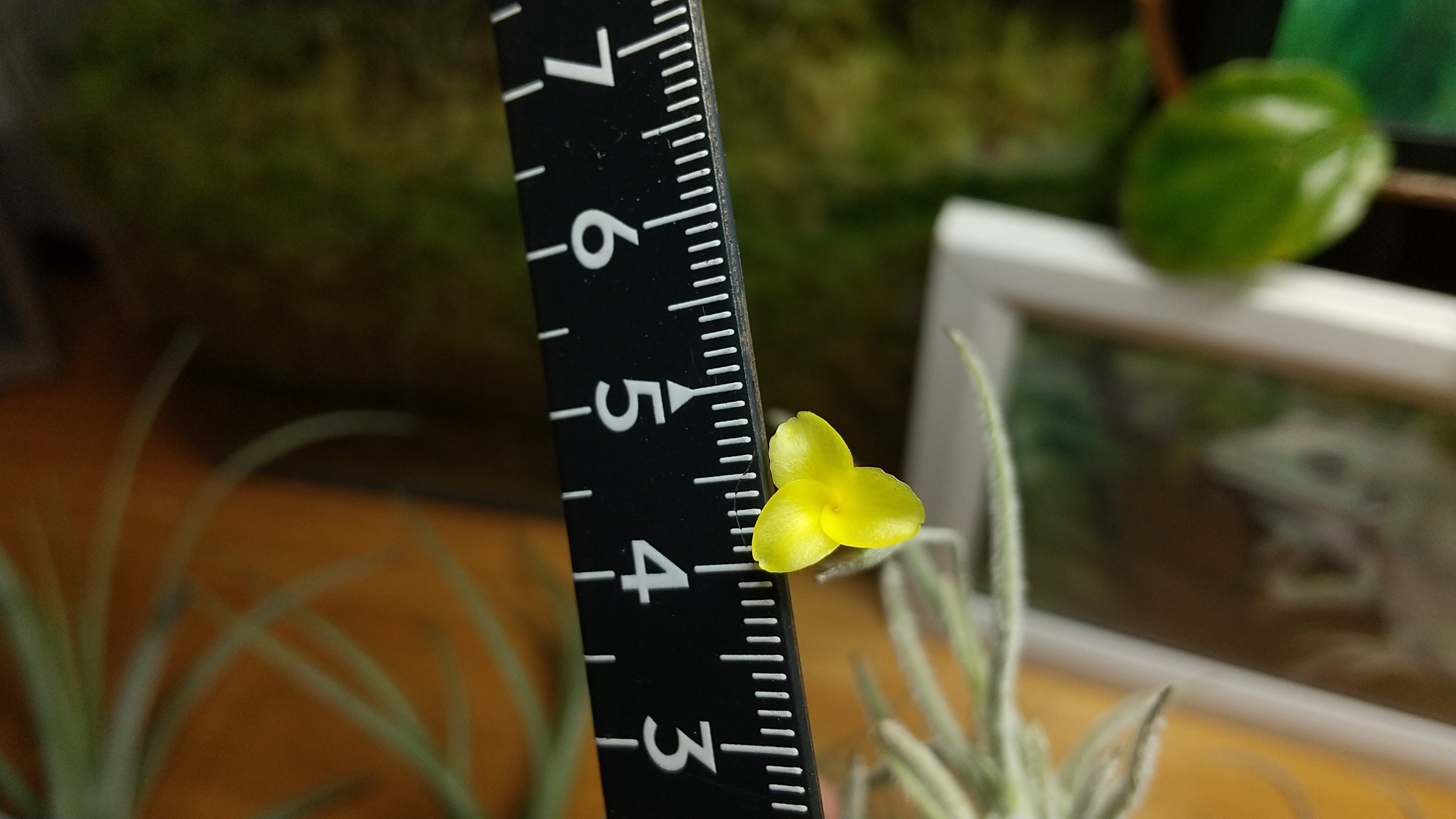 葉の長さと花の大きさ｜NatureGarden🌿神田