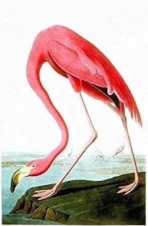 第2739回 世界の有名画家の鳥の絵画｜翆野 大地