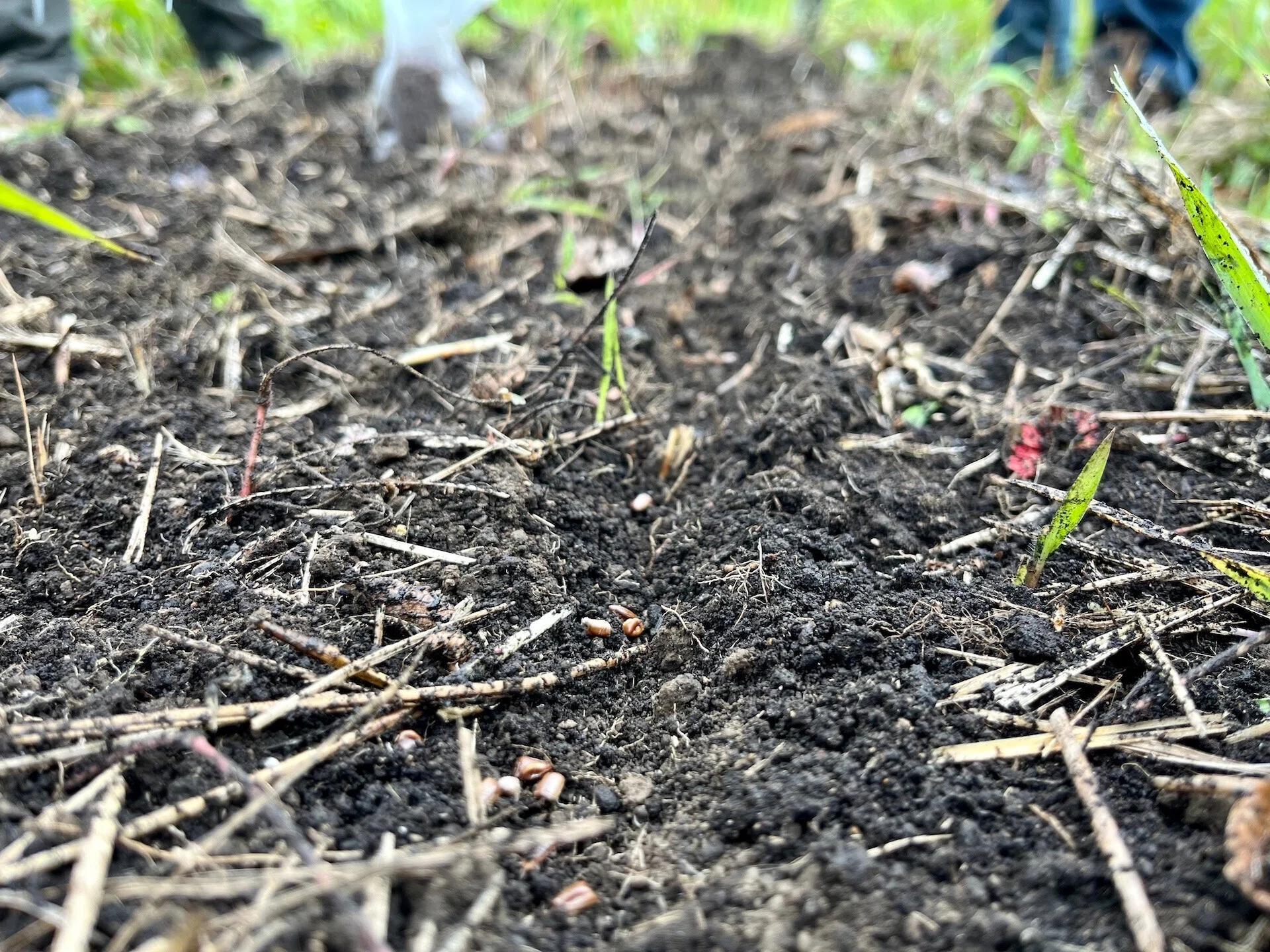 岡田茂吉先生の教え：自然農法の6つの利点で、夢の収穫を手に入れる