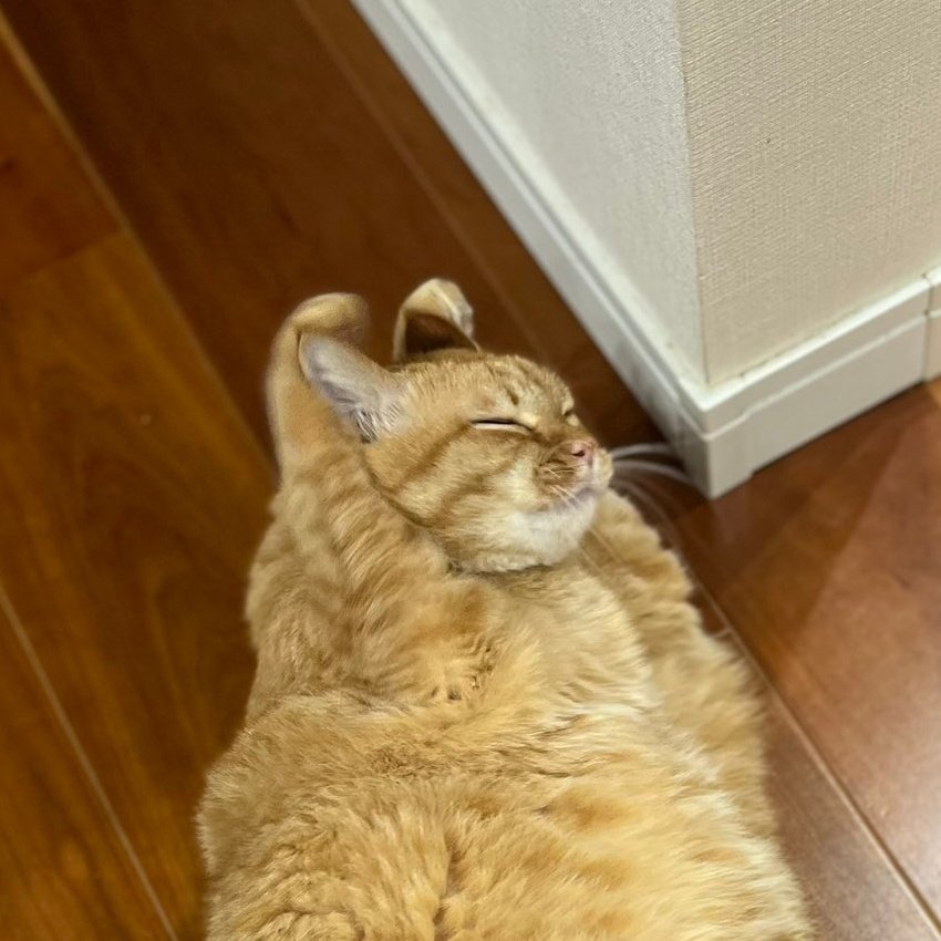 猫なのにウサギみたい！伸ばしたおててが長い耳のように見える猫の姿に