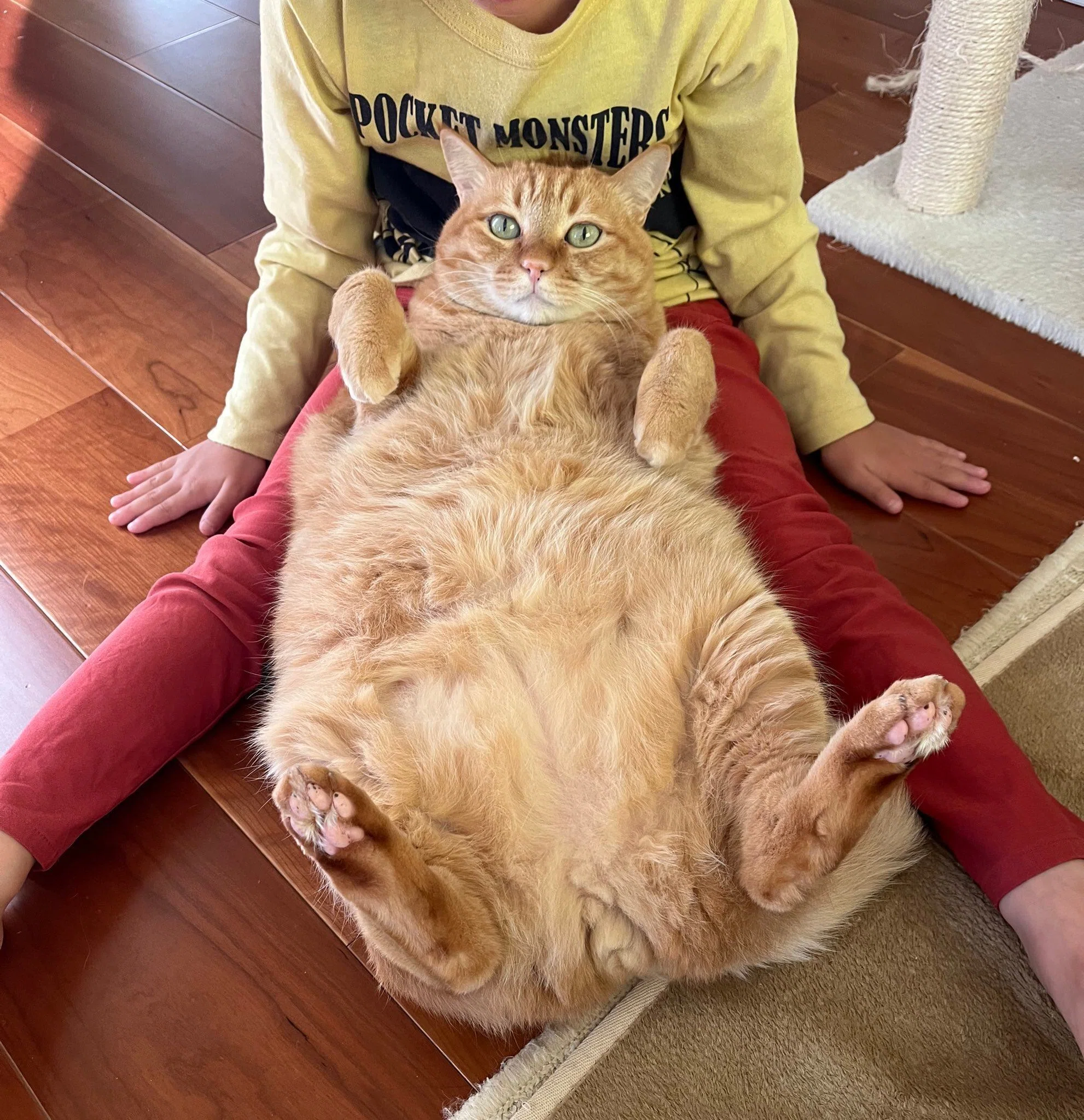 猫なのにウサギみたい！伸ばしたおててが長い耳のように見える猫の姿に