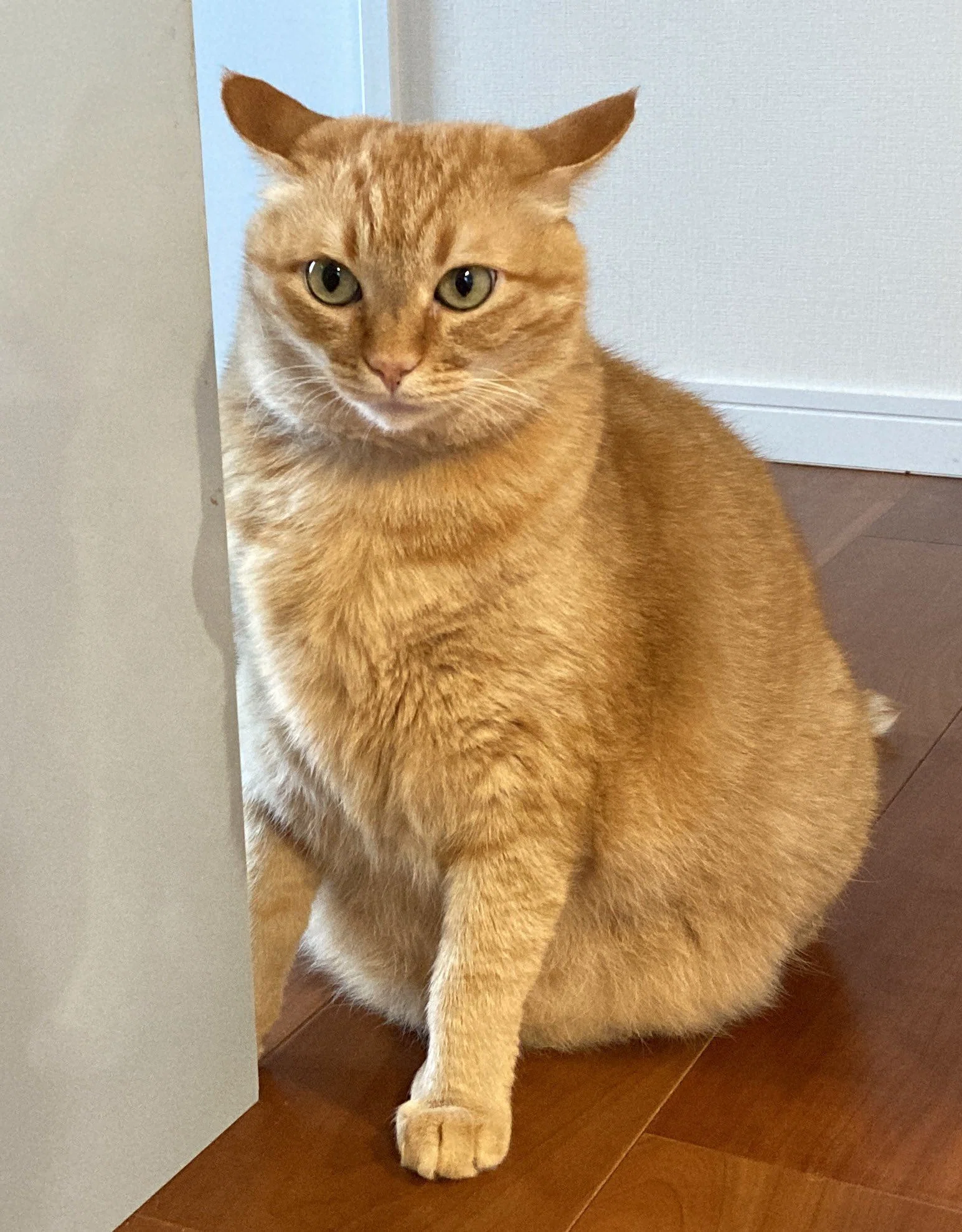 猫なのにウサギみたい！伸ばしたおててが長い耳のように見える猫の姿に