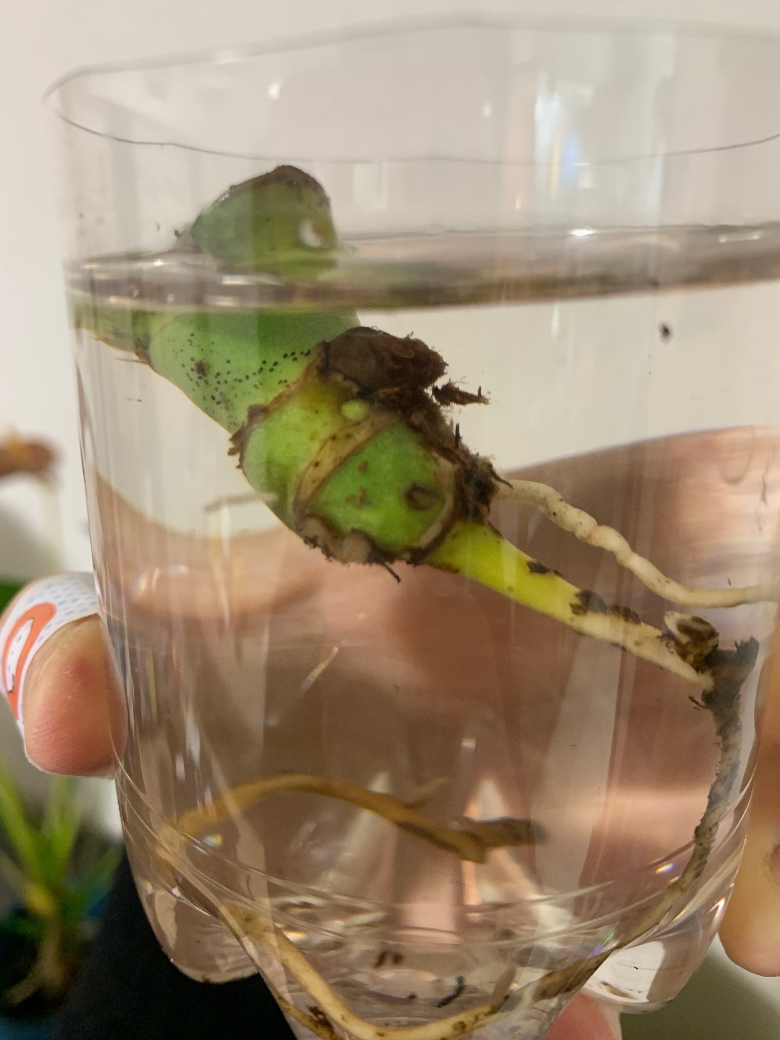 モンステラ🌱根腐れです🥲|かな モンステラ🌱根腐れです🥲|かな