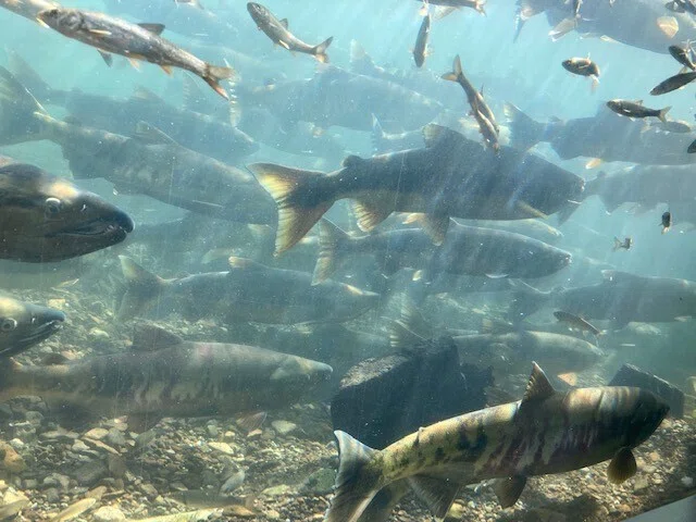 北海道といえばサケ（アキアジ）！！釣り方についてすべて解説
