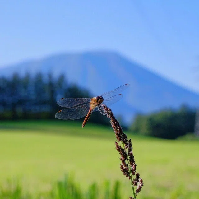 トンボの自然写真コラージュ　高解像度写真 2Ｌ判写真　4枚　セート トンボとか山とか秋の写真｜歩きまわる写真館・ひらい