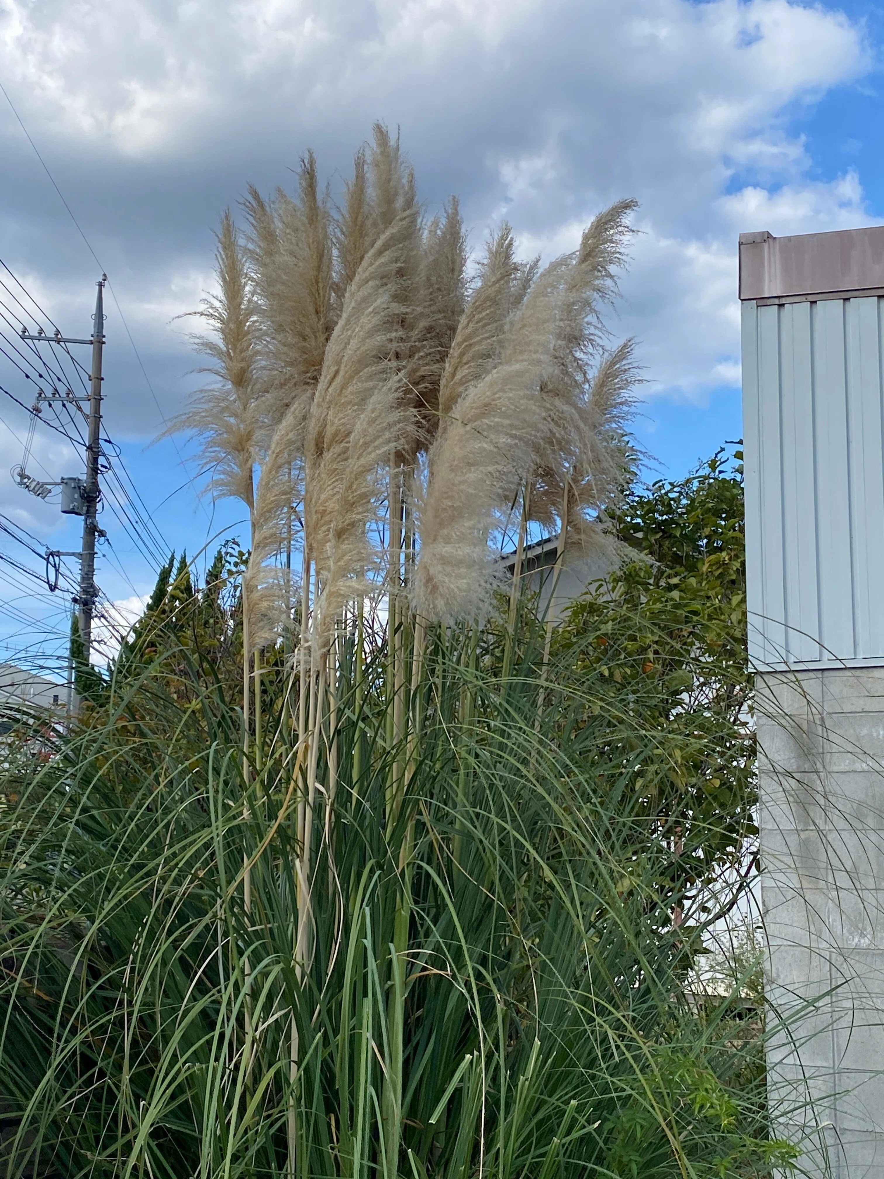 パンパスグラスリースを作ろう｜ふれあいホームタウン｜広島県の総合