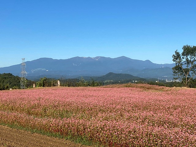 とうぎた赤そばまつり (福島県二本松市)