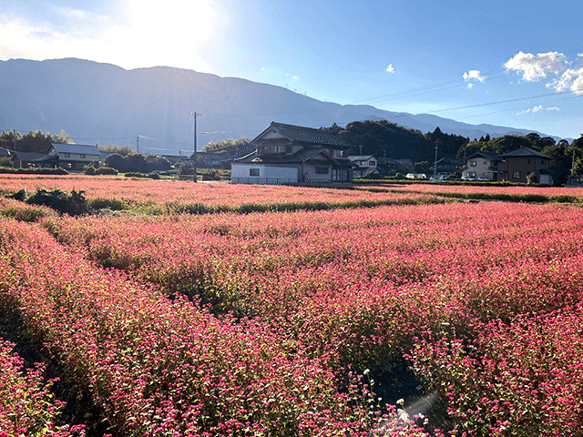 長尾の赤そば畑 （三重県いなべ市藤原町）