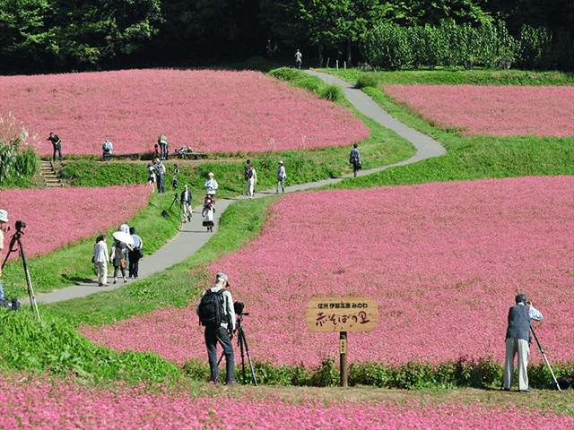 赤そばの里 （長野県上伊那郡箕輪町）