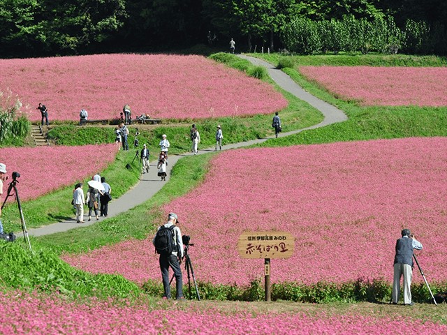 赤そばの里 (長野県上伊那郡箕輪町)
