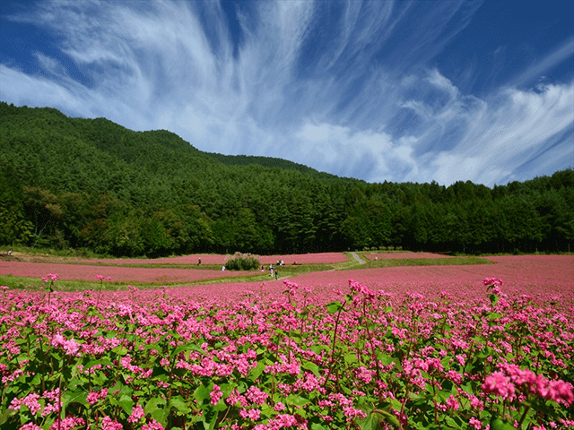 赤そばの里 （長野県上伊那郡箕輪町）｜タカノ株式会社
