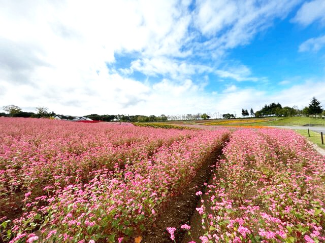 ひるがの高原 牧歌の里 (岐阜県郡上市)