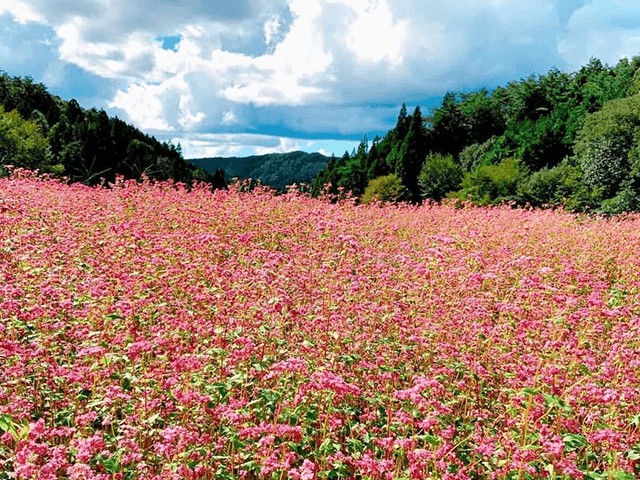 福地いろどりむら (岐阜県加茂郡八百津町)
