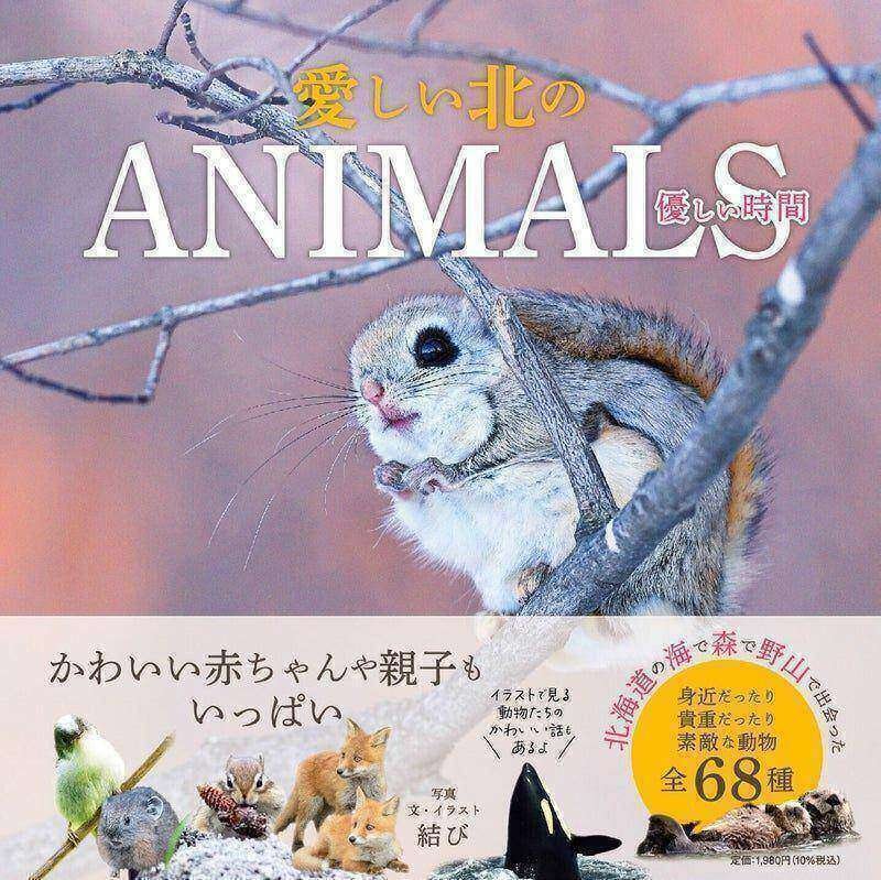 がんばれ氷河期の生き残りエゾナキウサギ｜愛しい北海道ANIMALS｜ほんのひととき