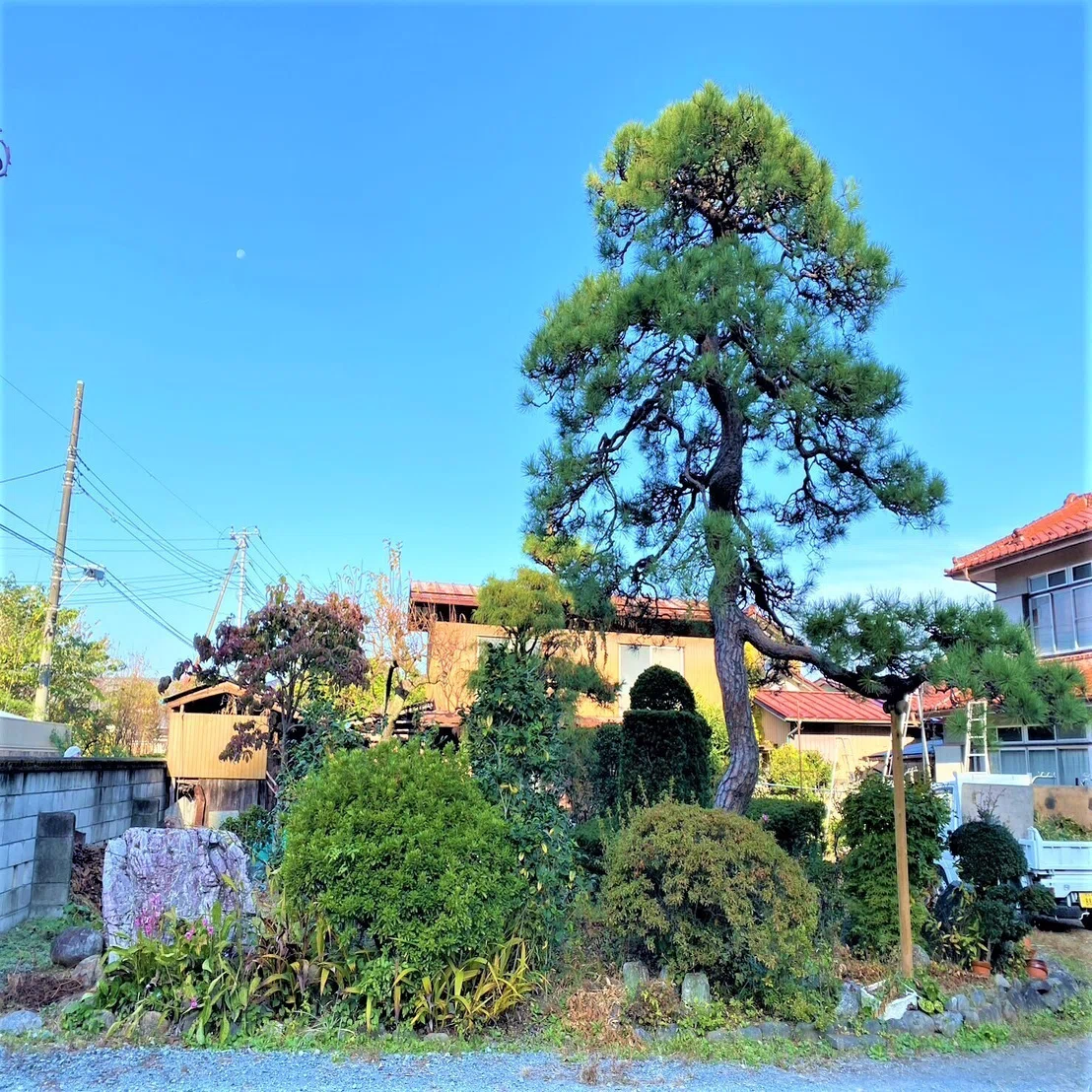 松の剪定中｜北堀造園