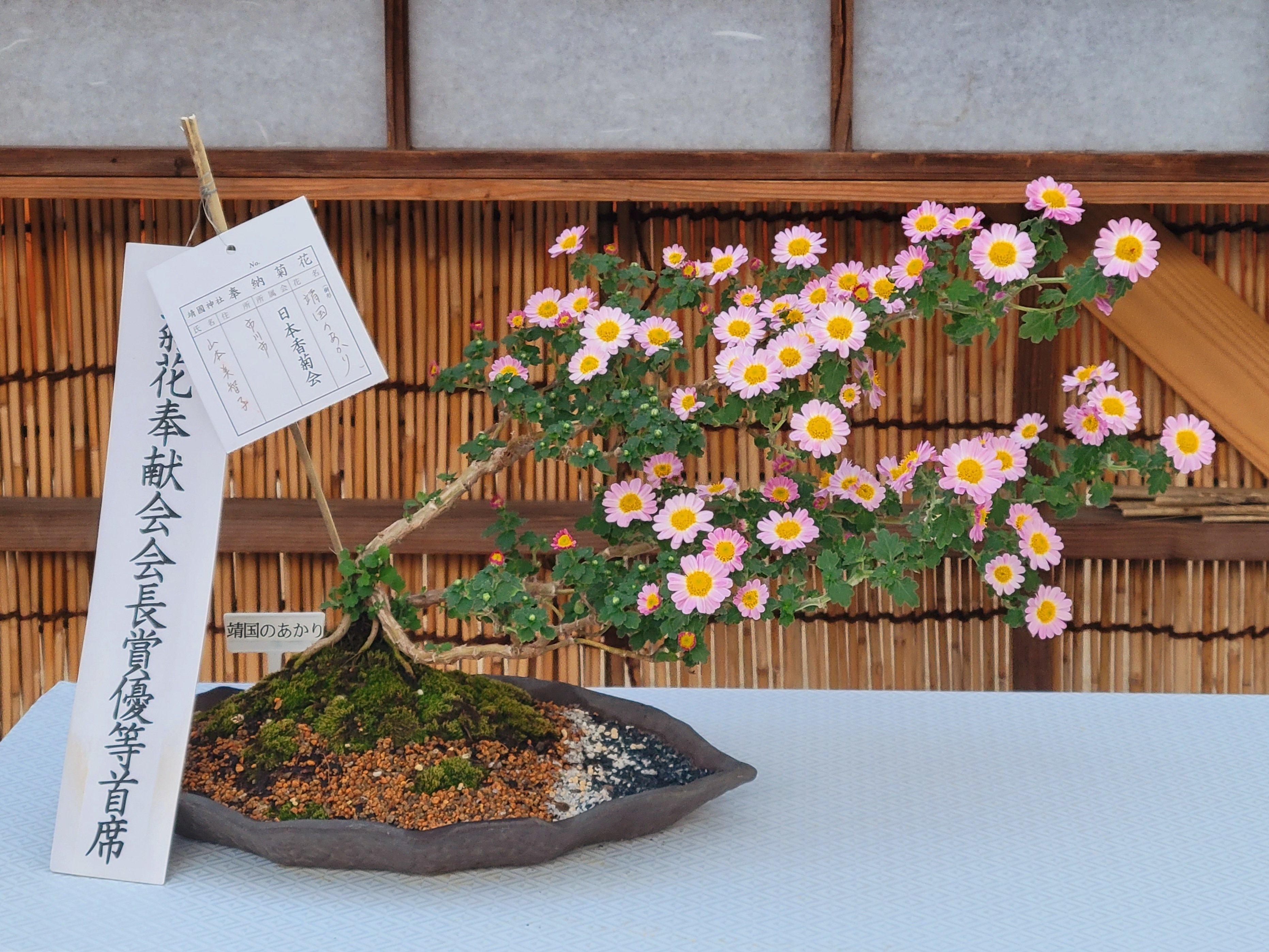 スマホ写真】菊花展ラストスパート！ ～盆栽と鉢植えも見頃ですね