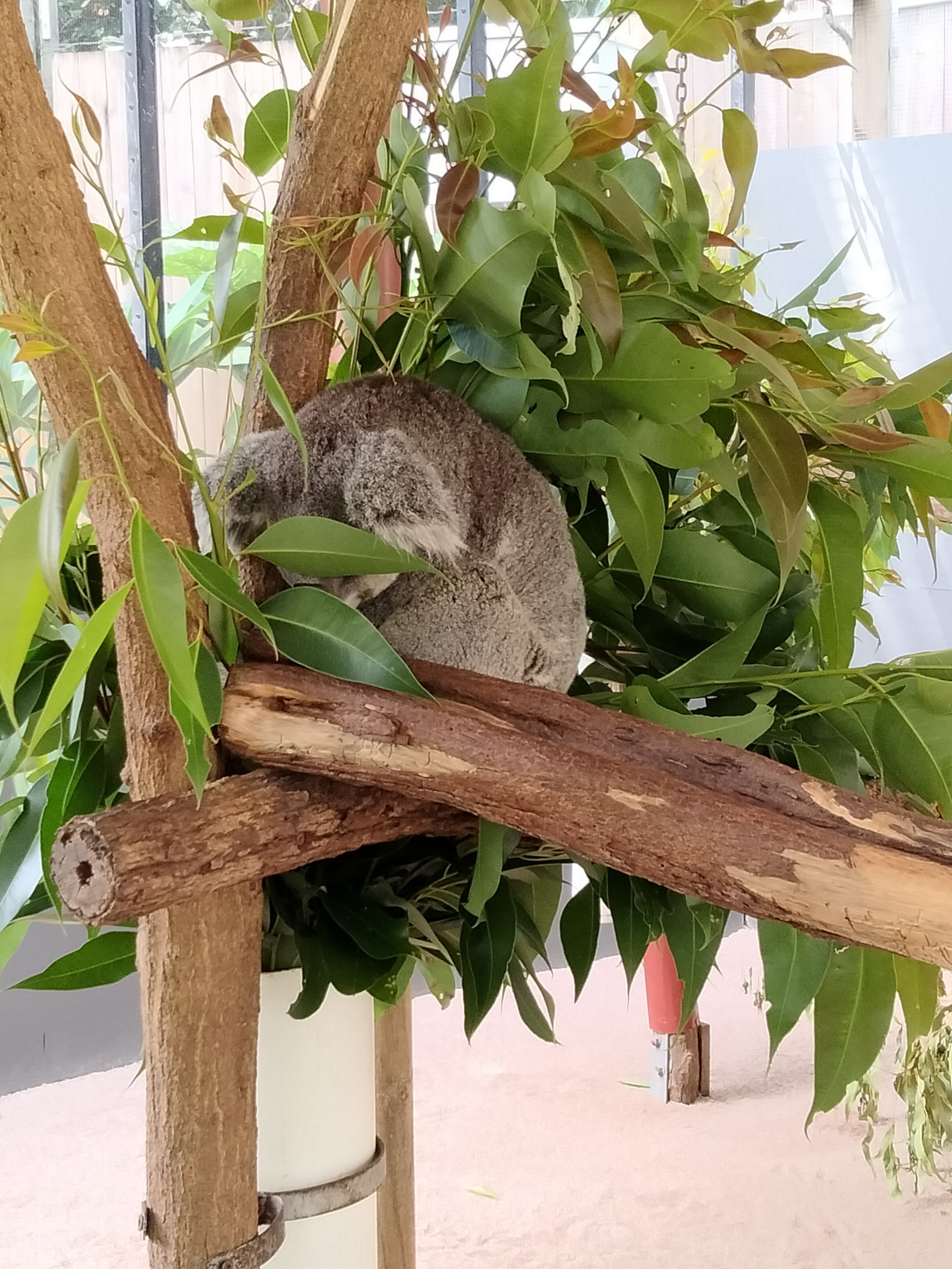 ケアンズ旅行（3日目）キュランダ高原ツアー③ 蝶保護区・コアラ