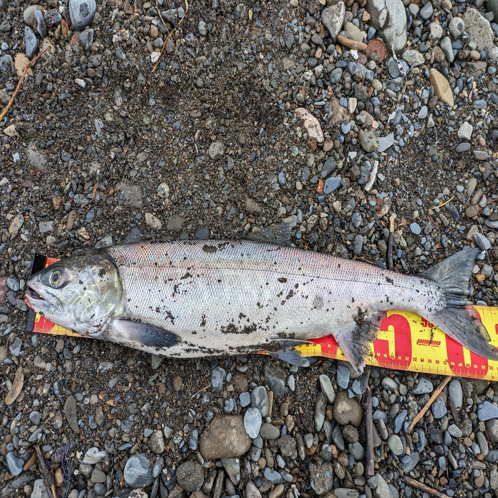 北海道といえばサケ（アキアジ）！！釣り方についてすべて解説 