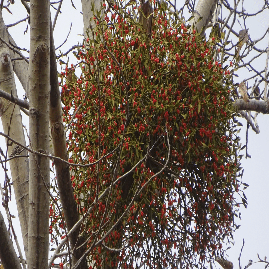 ヤドリギの実🎵レンジャクの栄養源🥰1年1節ゆっくり成長する縁起木