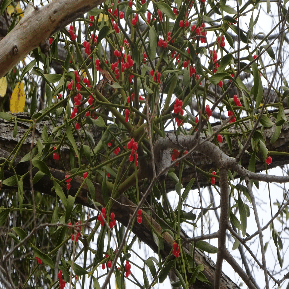 ヤドリギの実🎵レンジャクの栄養源🥰1年1節ゆっくり成長する縁起木