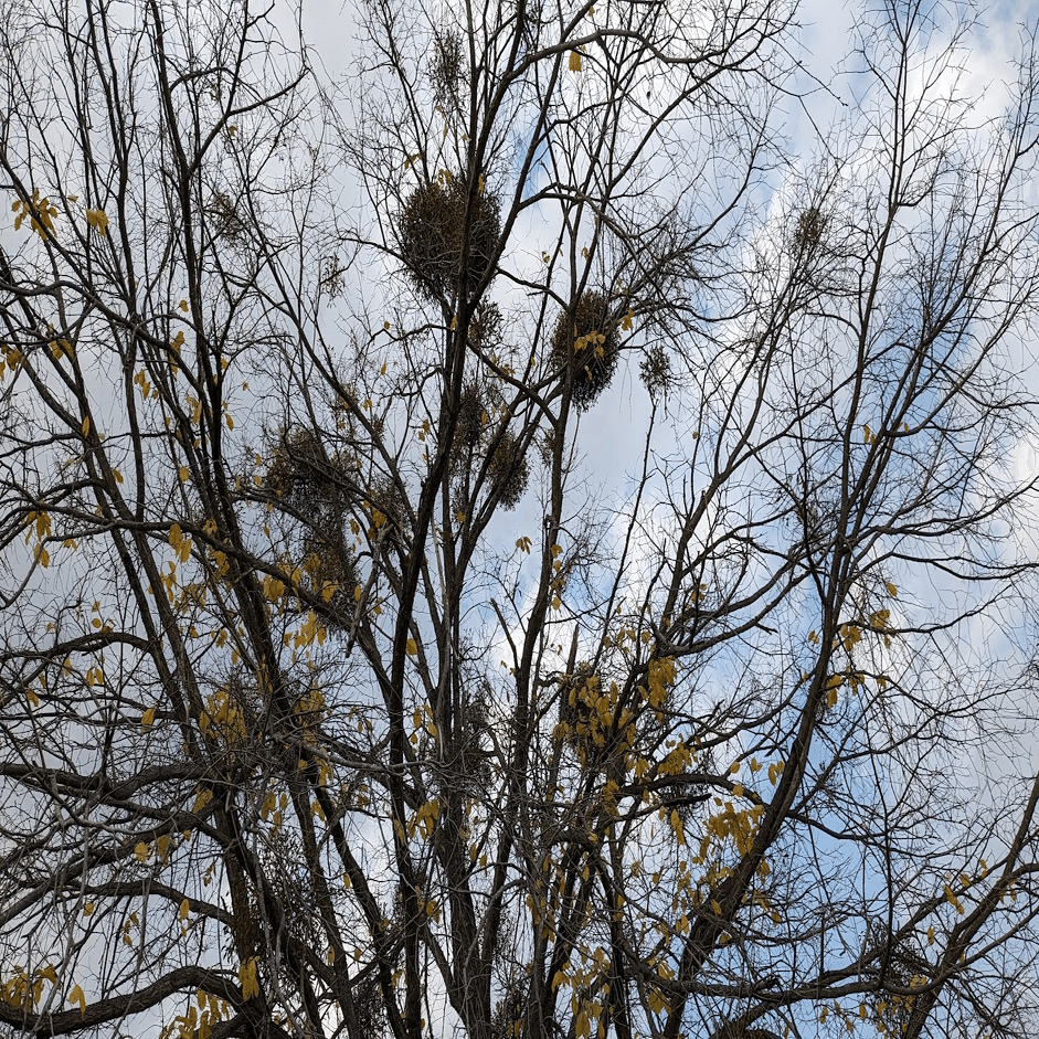 A4レア希少縁起物　2色付き　親木ヤドリギ　★実がたくさん　超綺麗な実‼️ 希少縁起物 親木ヤドリギ実なし ☆ おまけ 切り枝 10本 - メルカリ