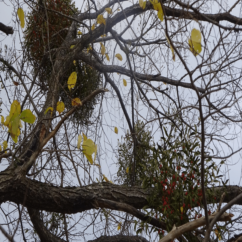 ヤドリギの実🎵レンジャクの栄養源🥰1年1節ゆっくり成長する縁起木