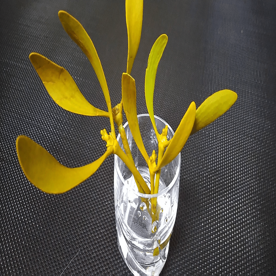 ヤドリギの実🎵レンジャクの栄養源🥰1年1節ゆっくり成長する縁起木