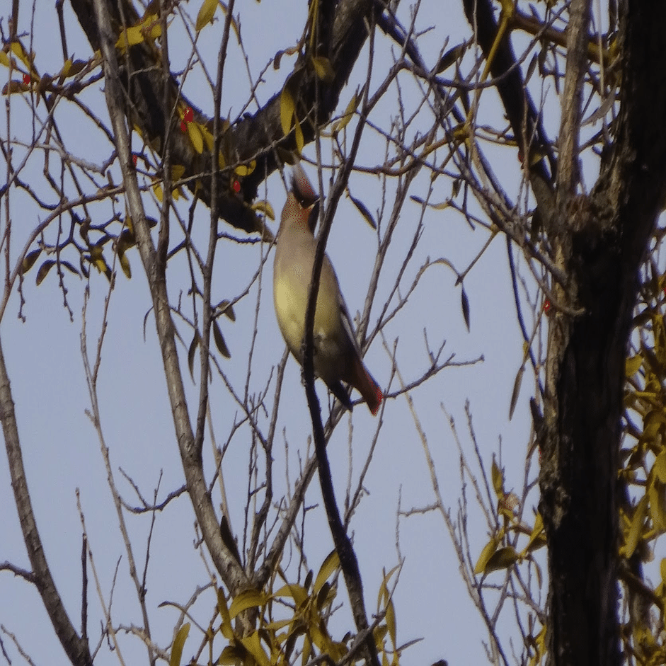 ヤドリギの実🎵レンジャクの栄養源🥰1年1節ゆっくり成長する縁起木