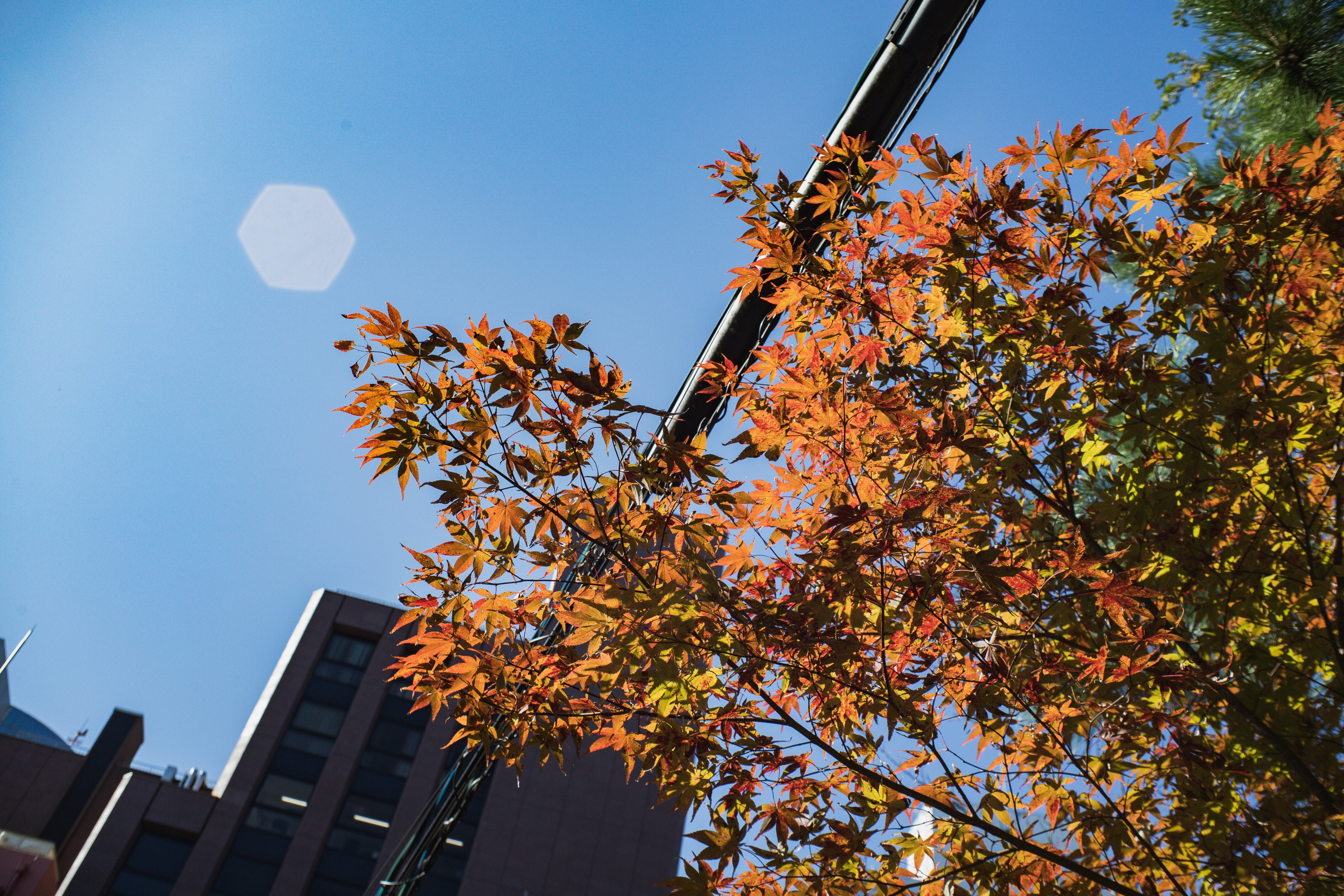 レンズ沼】謎レンズ：AUTO REVUENON 35mm f2.8に遭遇｜もんぶらん