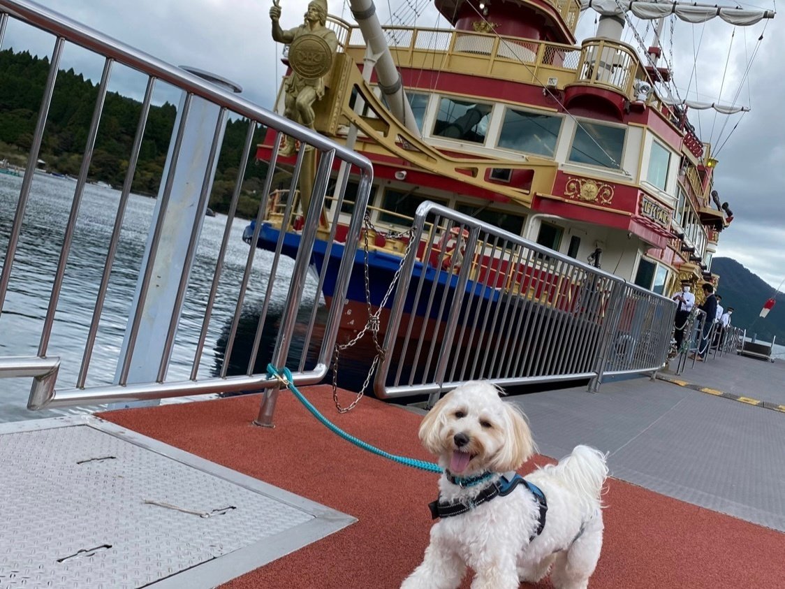 お出かけ】ワンちゃん専用クルーズ「箱根海賊船」に乗ってきた
