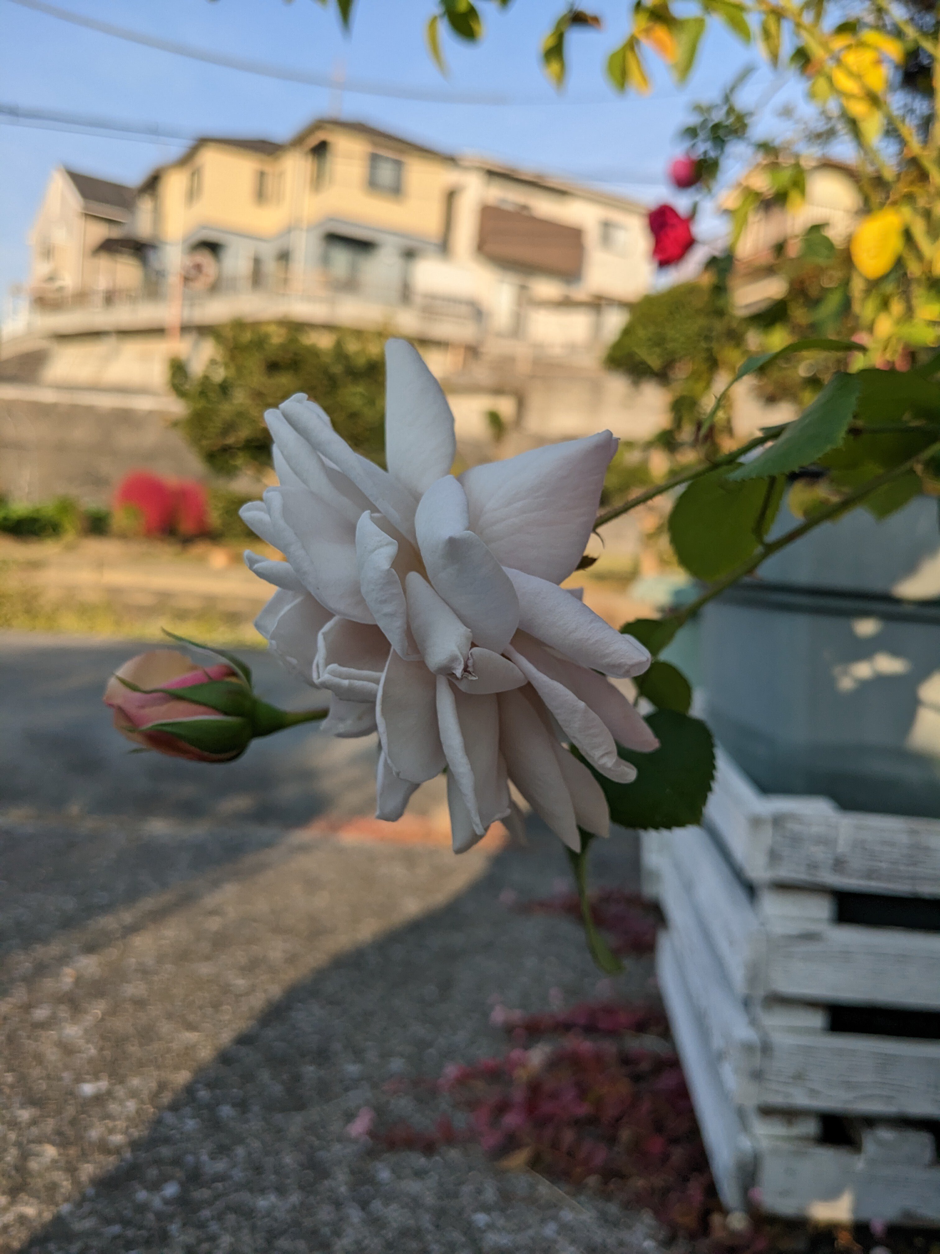 秋は特に美しい🌹ニュアンスカラーのバラ・グレイパール｜Baraya