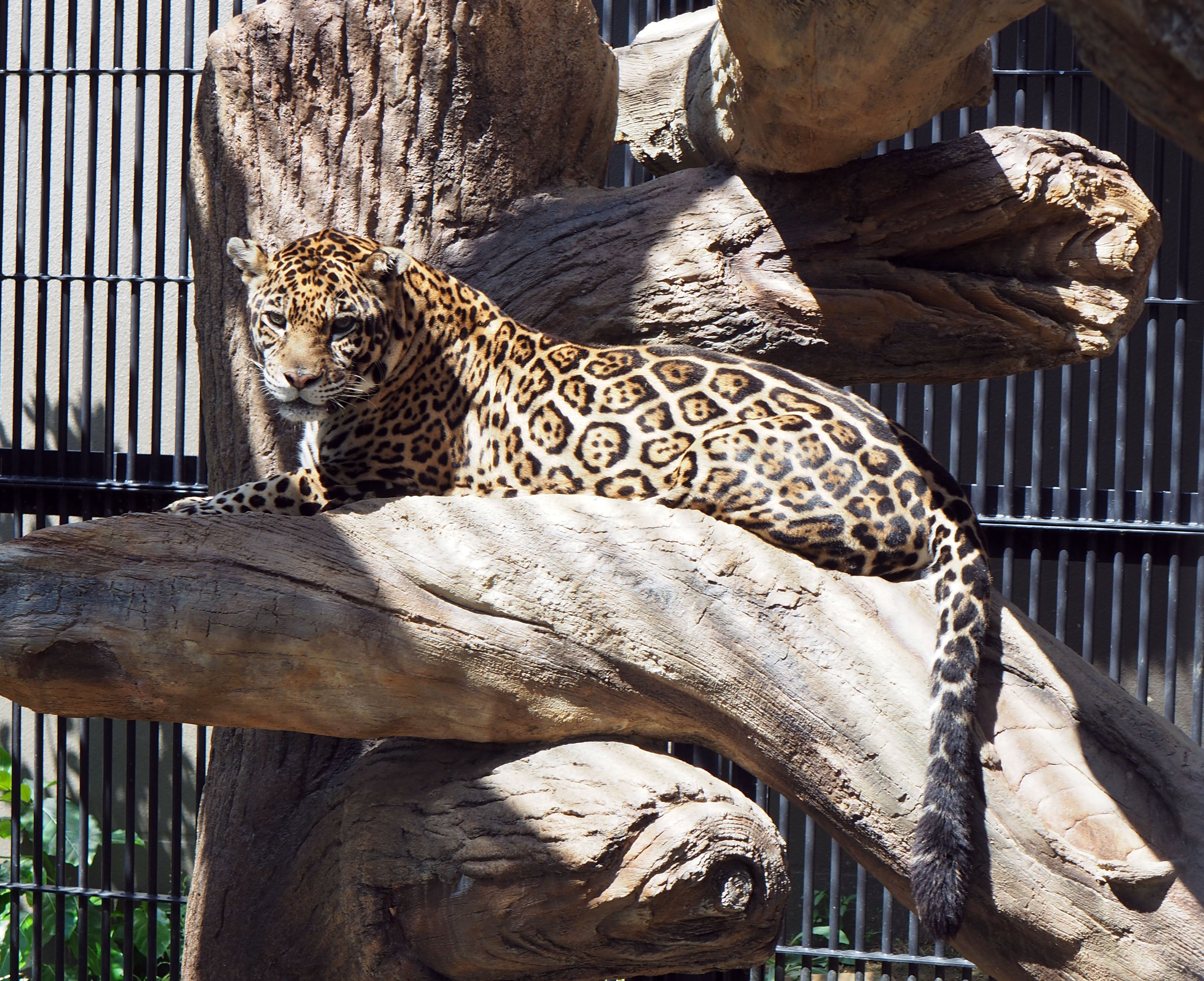 挑戦】動物ラップを作りたい！エピソード1｜沖縄こどもの国 Okinawa