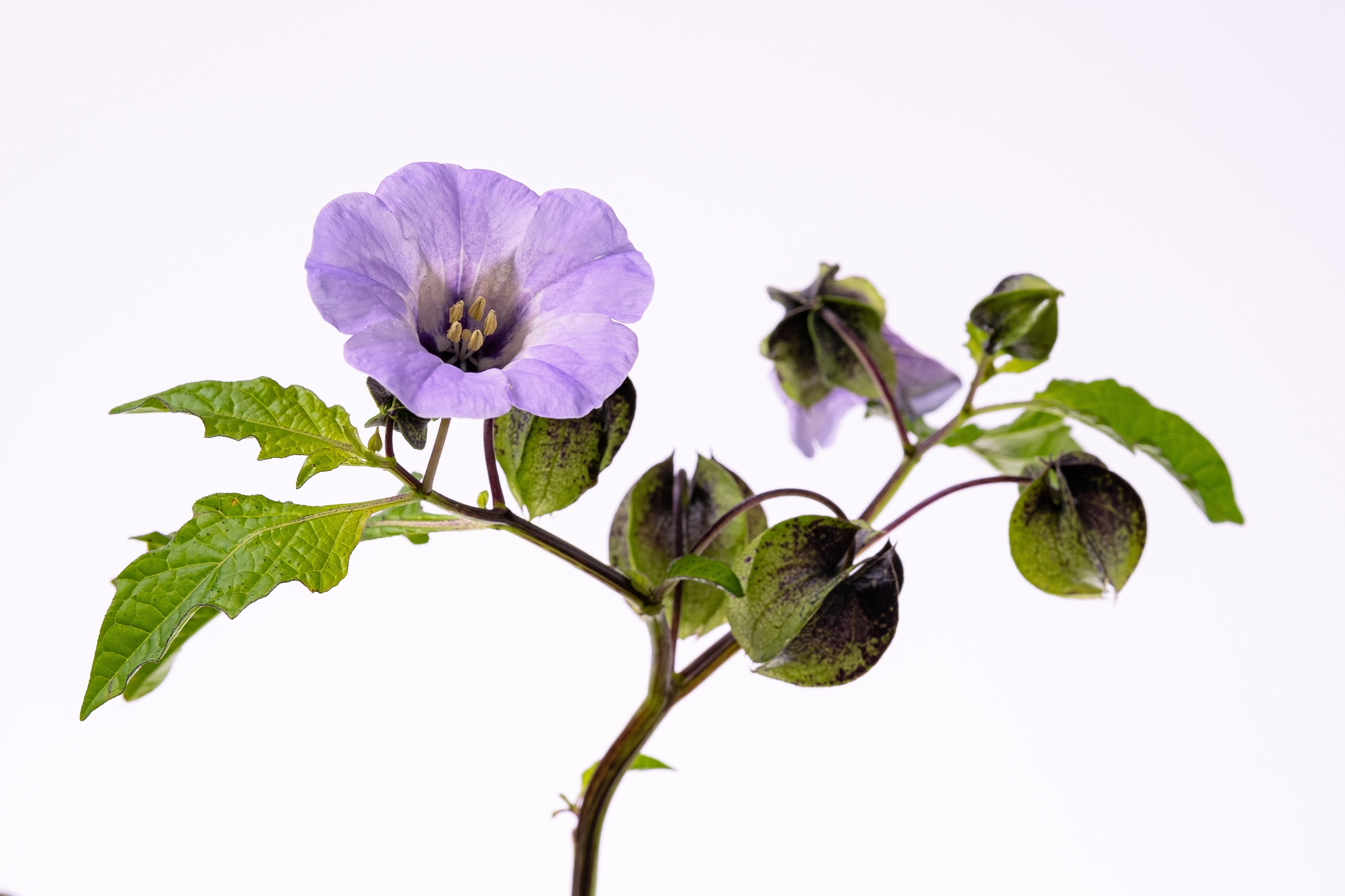 黒ほおずき（ニカンドラ）の花｜タキツネ | 花の写真を撮ります