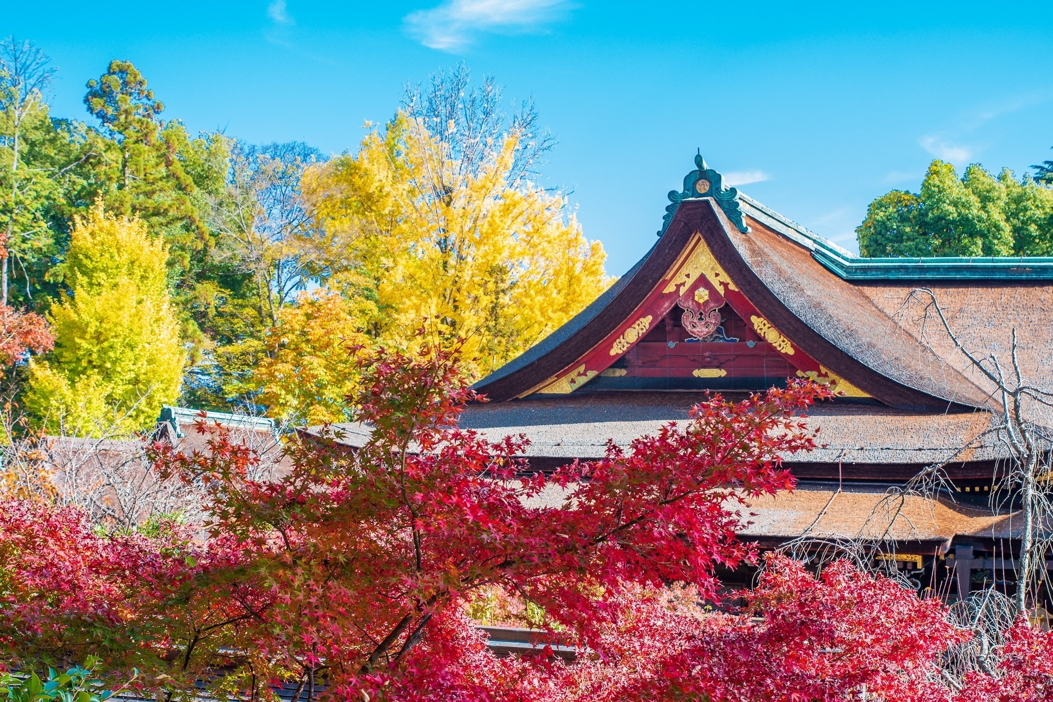 掛軸　明道　紅葉満山川　雅本紙　金彩 楽天市場】茶道具 掛け軸 軸 一行物 「紅葉満山川」 大徳寺派招