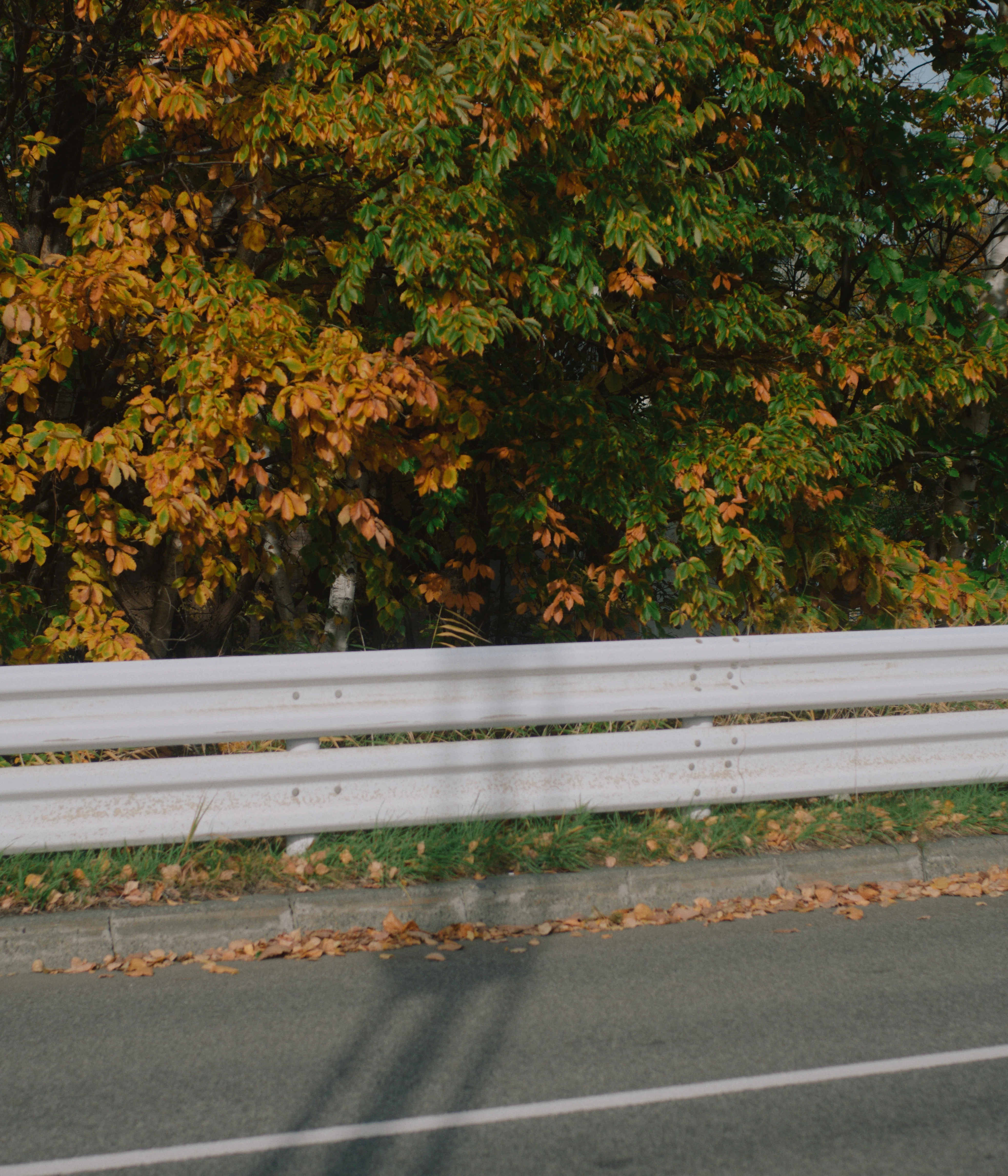 北海道の秋とCONTAX Carl Zeiss Planar 50mm F1.7 | 写真日記 #009