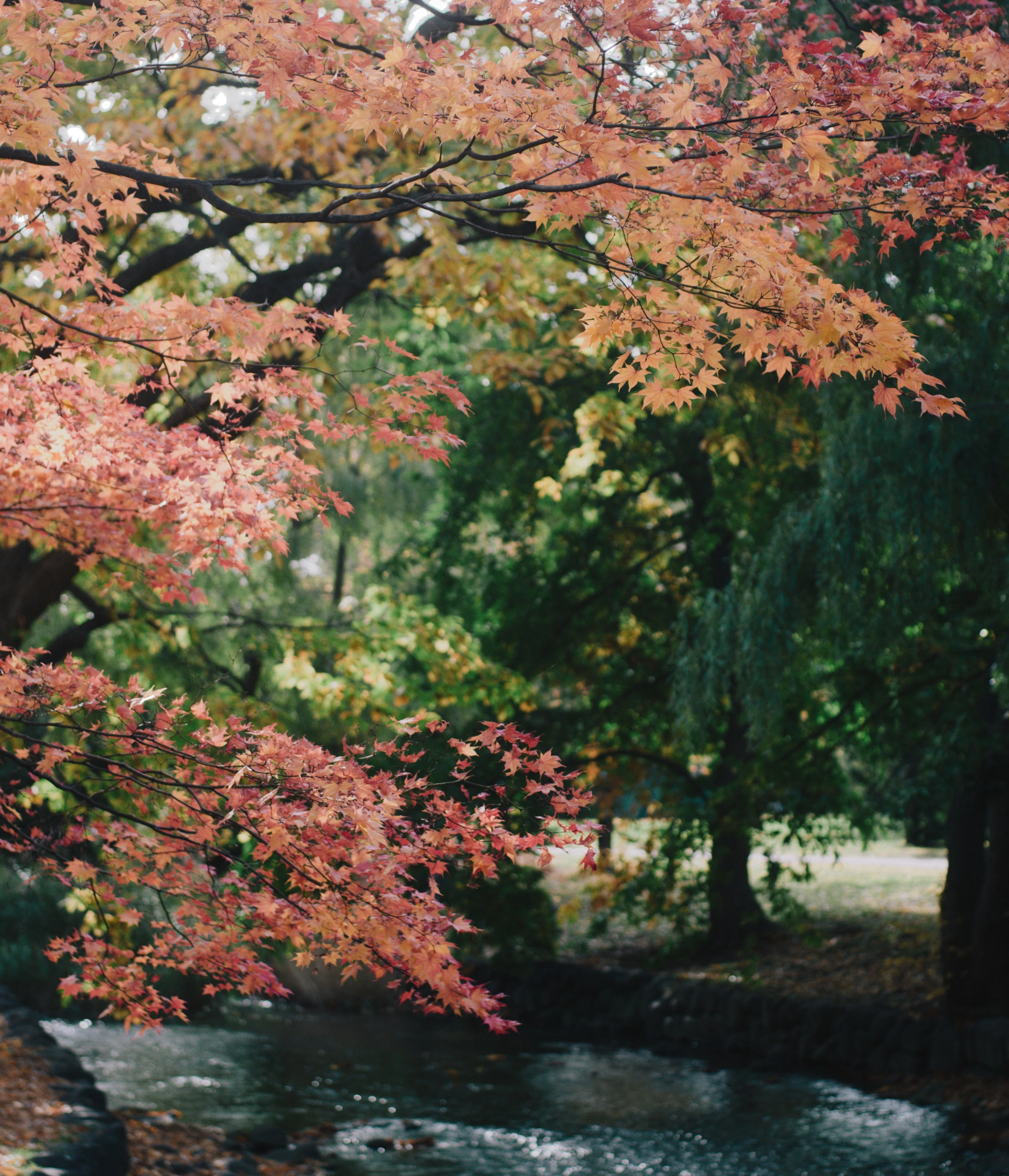北海道の秋とCONTAX Carl Zeiss Planar 50mm F1.7 | 写真日記 #009