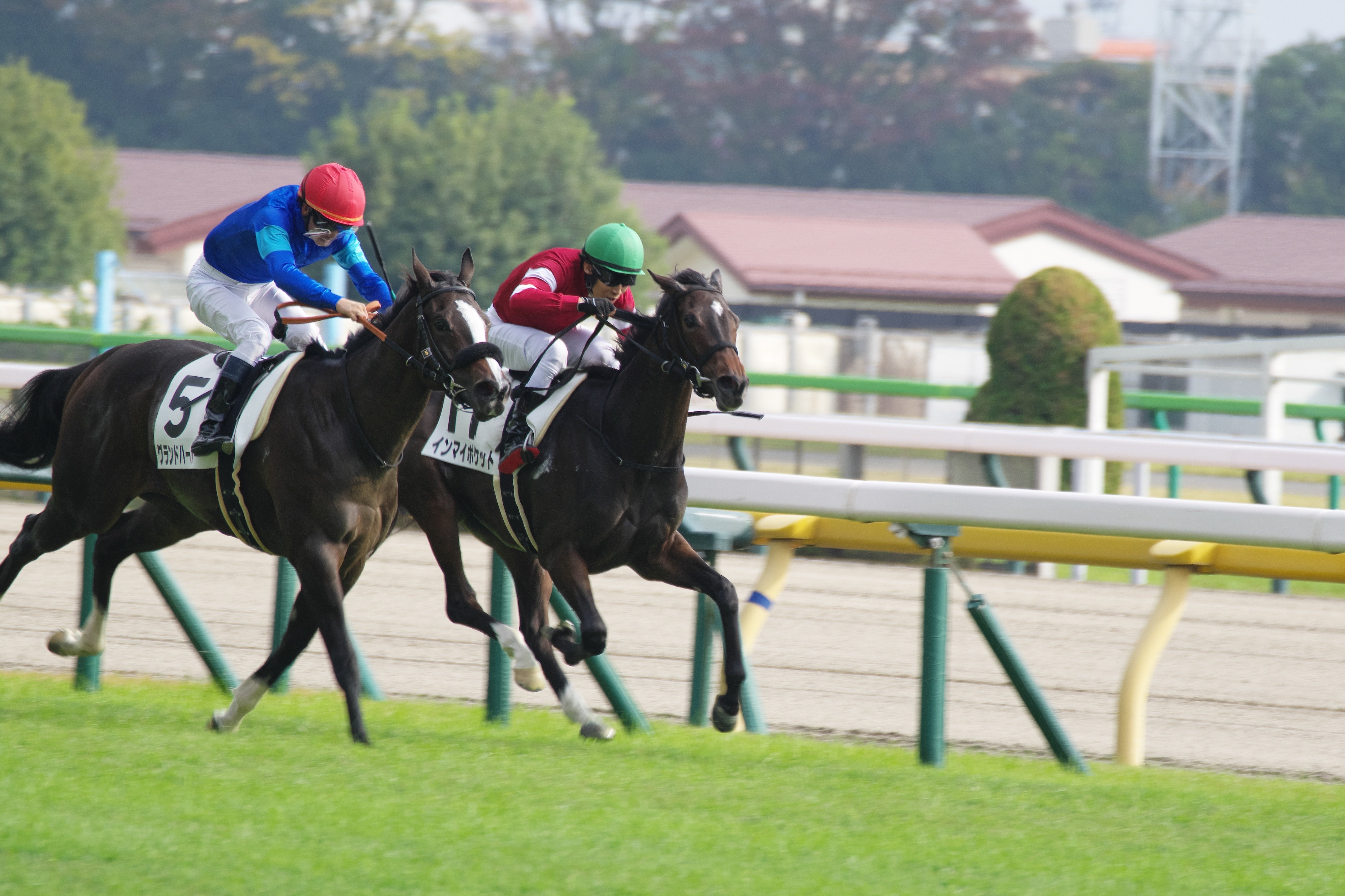 アルゼンチン共和国杯で競走馬の写真を東京競馬場へ撮りに行った話