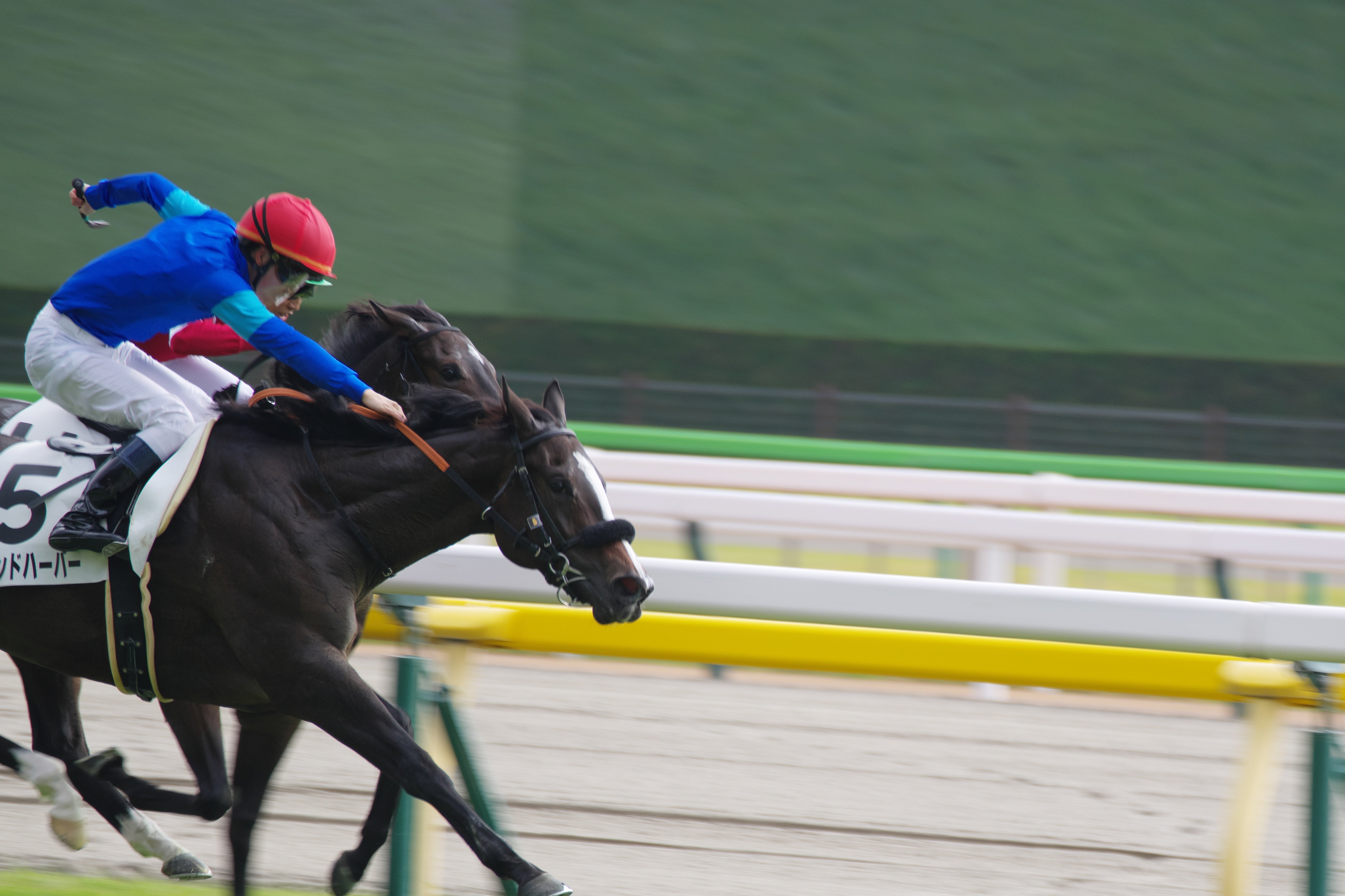 アルゼンチン共和国杯で競走馬の写真を東京競馬場へ撮りに行った話