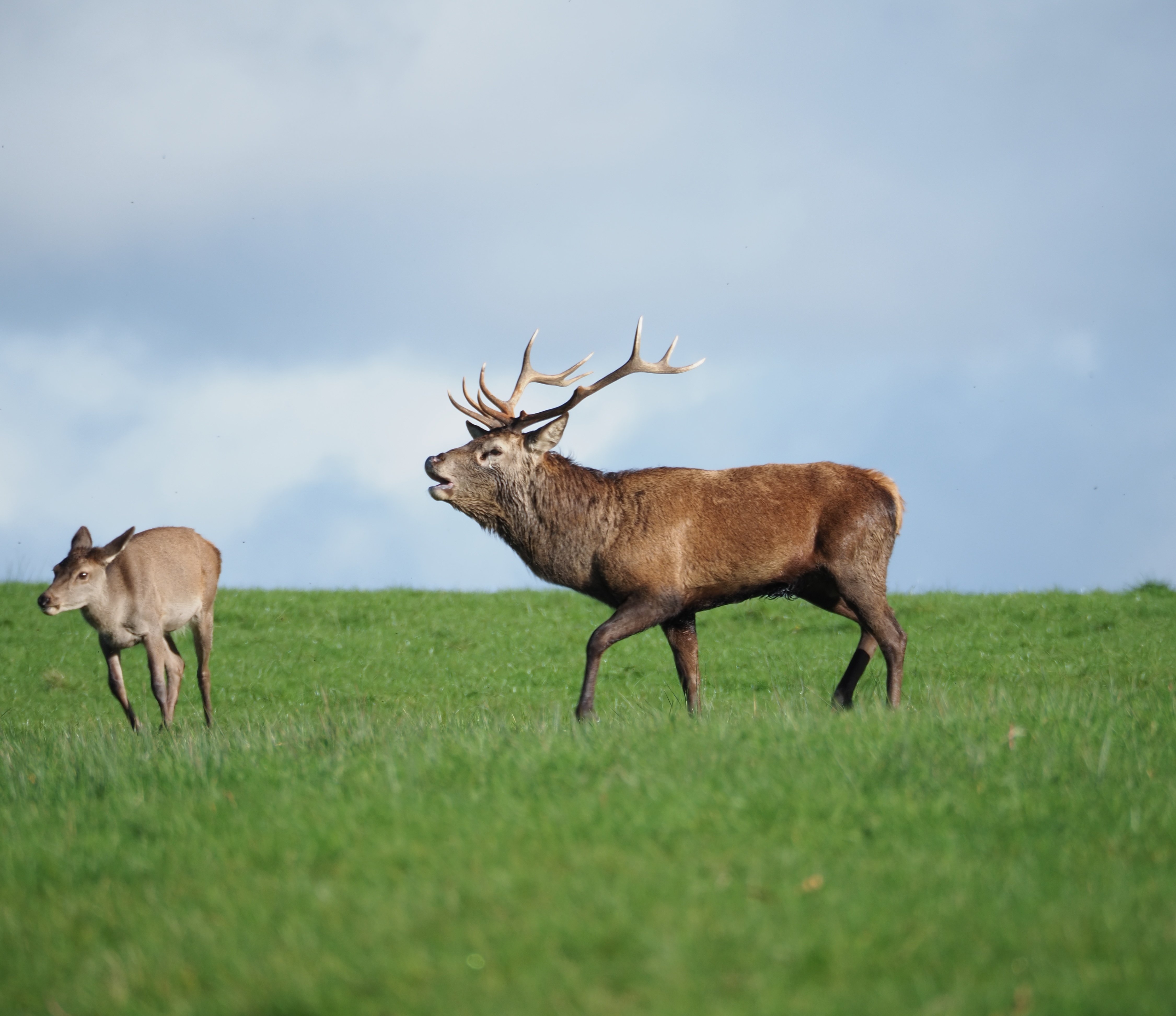 魅力あふれるシカ撮影｜Jun