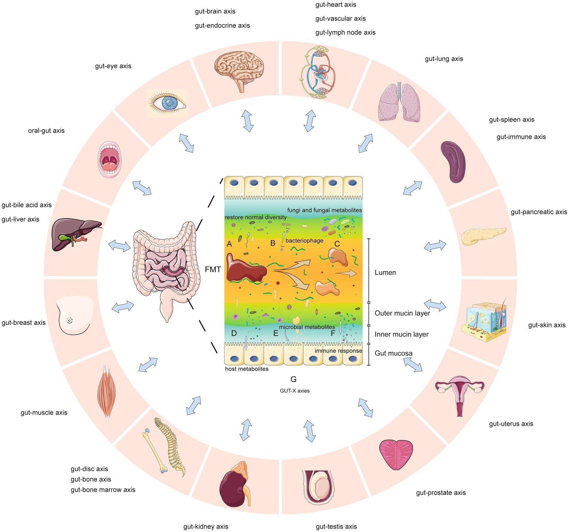腸内細菌叢の形成異常と糞便微生物移植による制御：総説｜哉百名