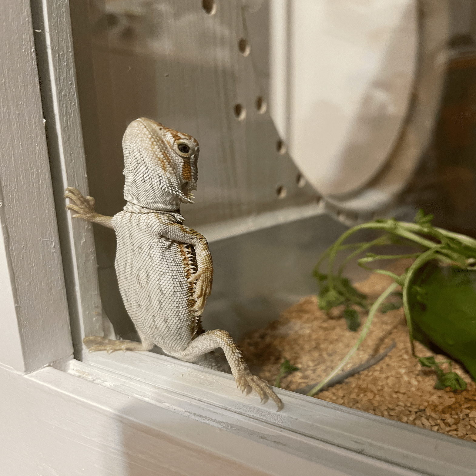 フトアゴ様。確認用 インフォームドコンセントシート：フトアゴヒゲトカゲ：疾患01 | EIC Store