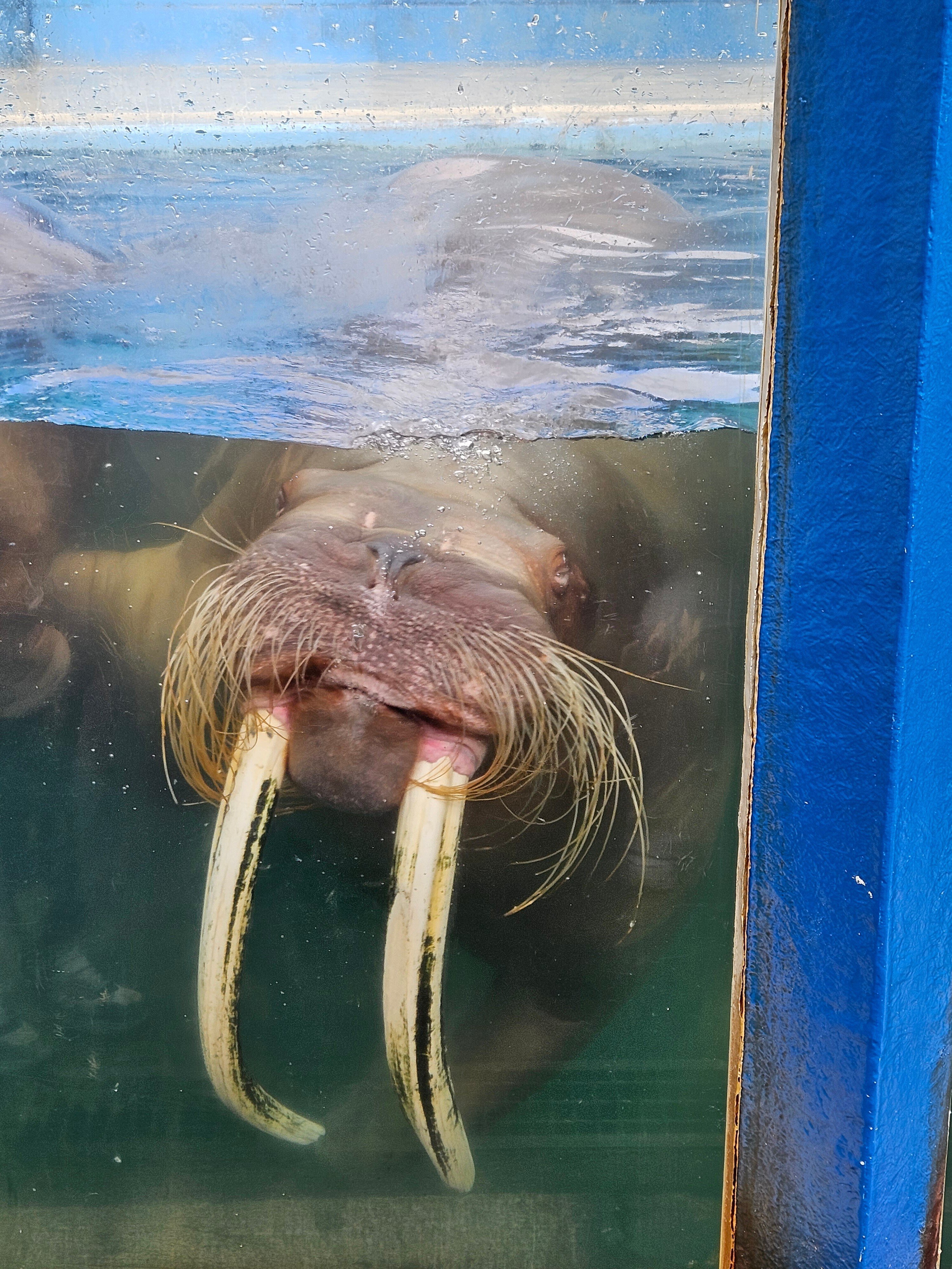 【希少品】セイウチ牙 2本 コレクション 家具・インテリア 【希少品】セイウチ牙 2本